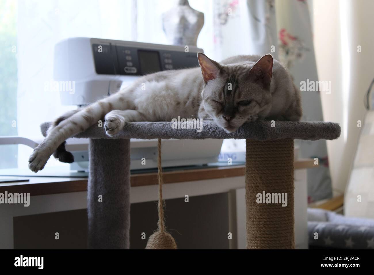 Snow Rosette Bengal Cat endormi dans la salle de couture avec un œil ouvert Banque D'Images