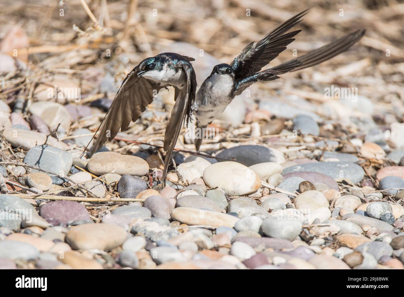 Gros plan d'une paire d'hirondelles d'arbre dans l'embrassade de reproduction sur le sol, marché lac wma, roberts, idaho, usa Banque D'Images