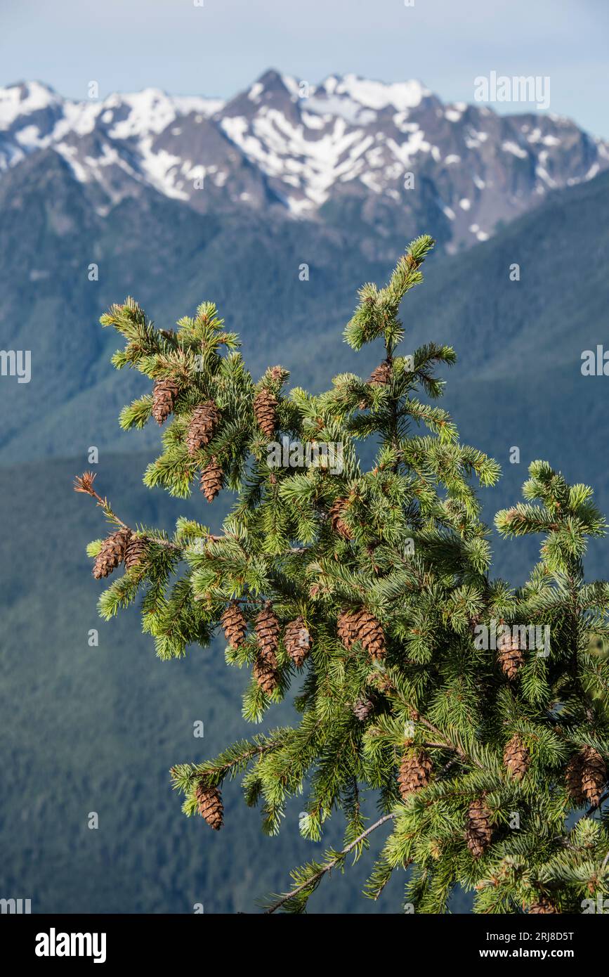 Branche d'un sapin de douglas portant de nombreux cônes avec la queue de souris révélatrice ou la bractée trifid, parc national olympique, washington, états-unis Banque D'Images