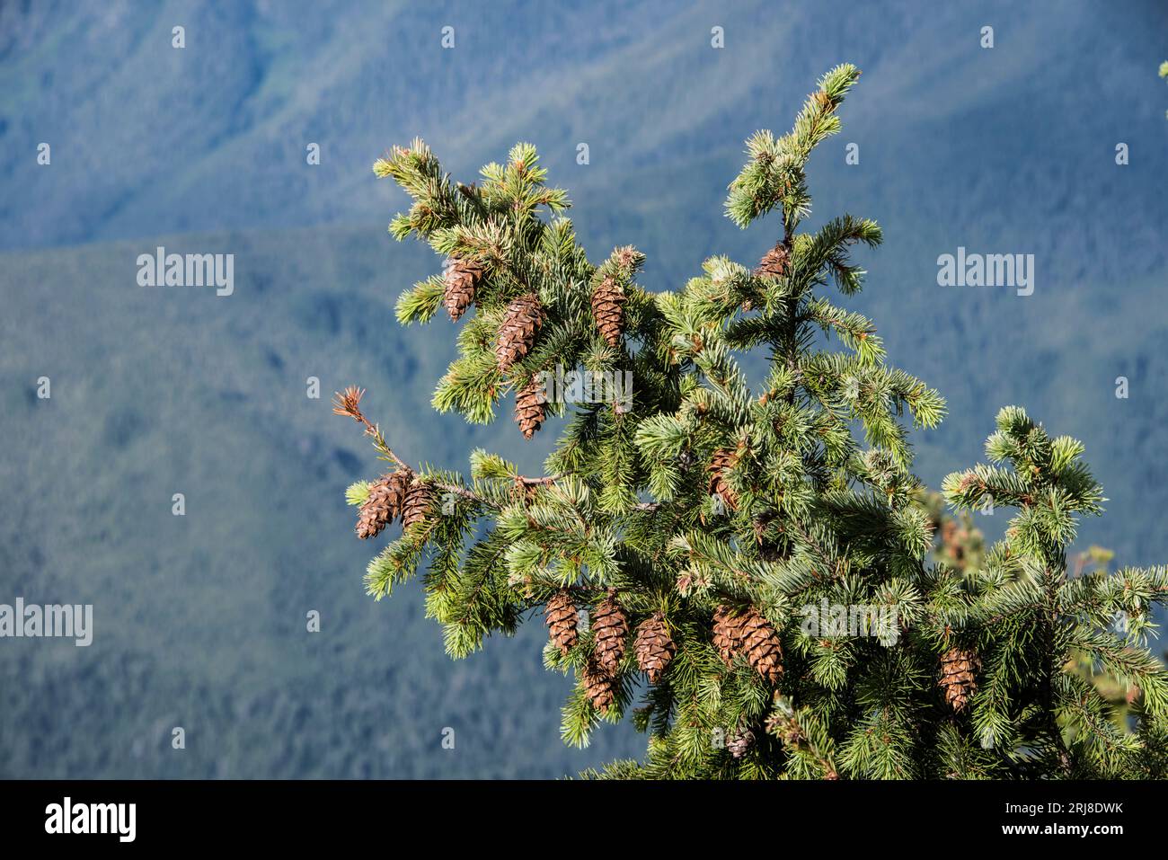 Branche d'un sapin de douglas portant de nombreux cônes avec la queue de souris révélatrice ou la bractée trifid, parc national olympique, washington, états-unis Banque D'Images