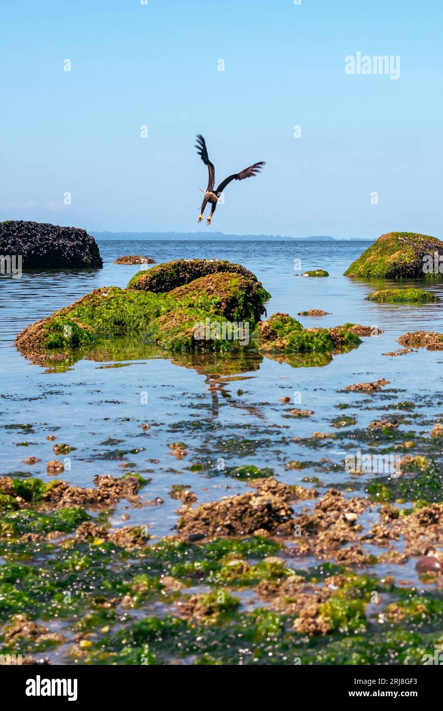 Décollage ! Aigle à tête blanche décollant des rochers recouverts d'algues sur Crescent Beach à marée basse. Banque D'Images