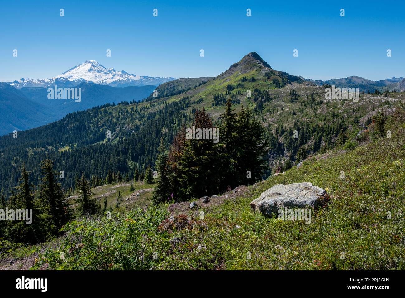 Vue sur les prairies alpines et les forêts jusqu'au mont enneigé. Baker. État de Washington Banque D'Images