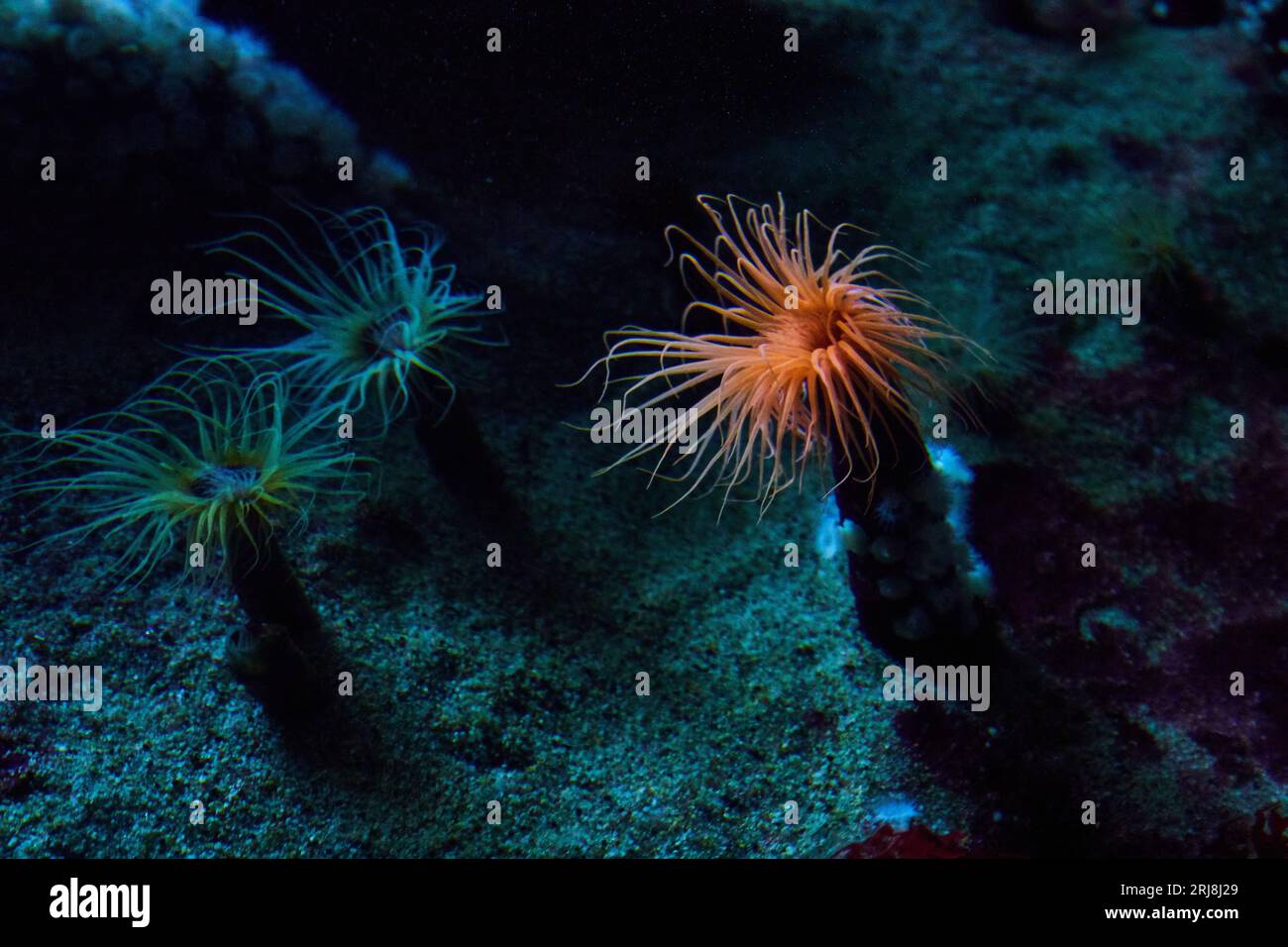 Fond sablonneux de l'aquarium d'eau salée avec anémone de mer orange vibrante Banque D'Images