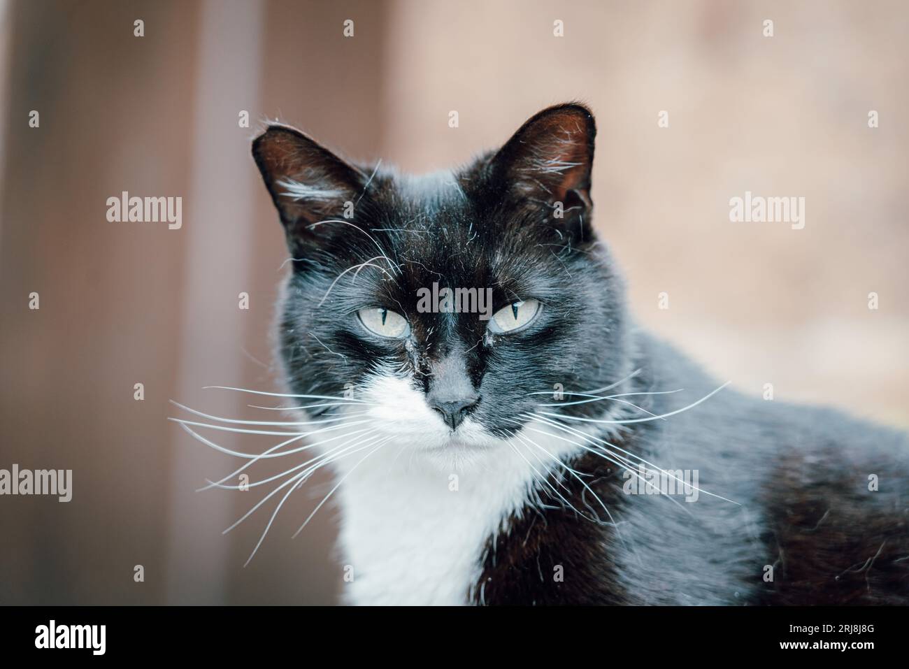 Vue rapprochée d'un chat de vache, un chat noir et blanc Banque D'Images
