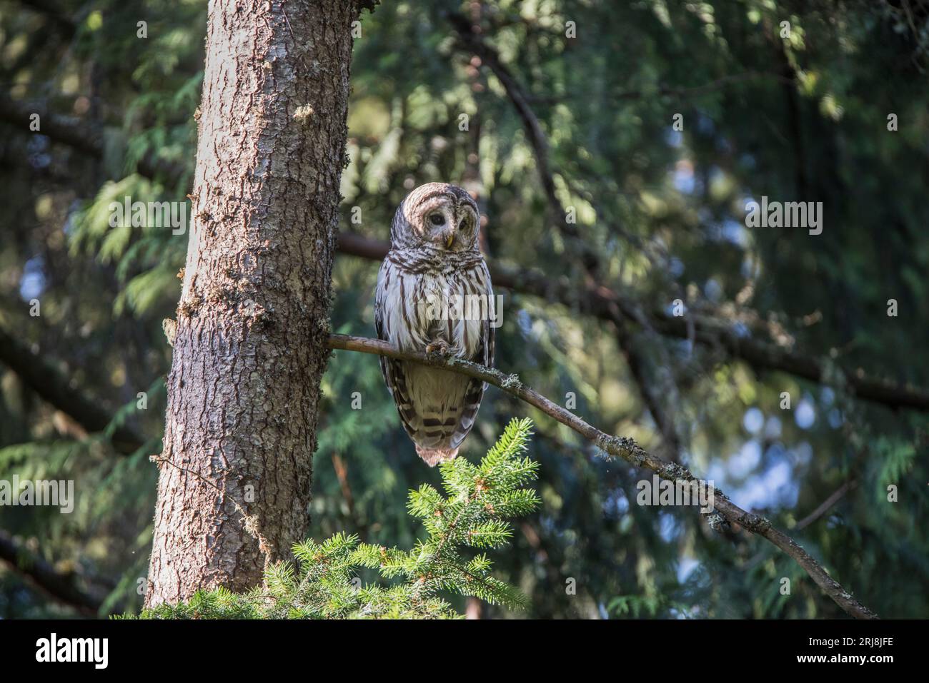 Une chouette barrée sur une branche d'arbre à Graham, Washington, USA Banque D'Images
