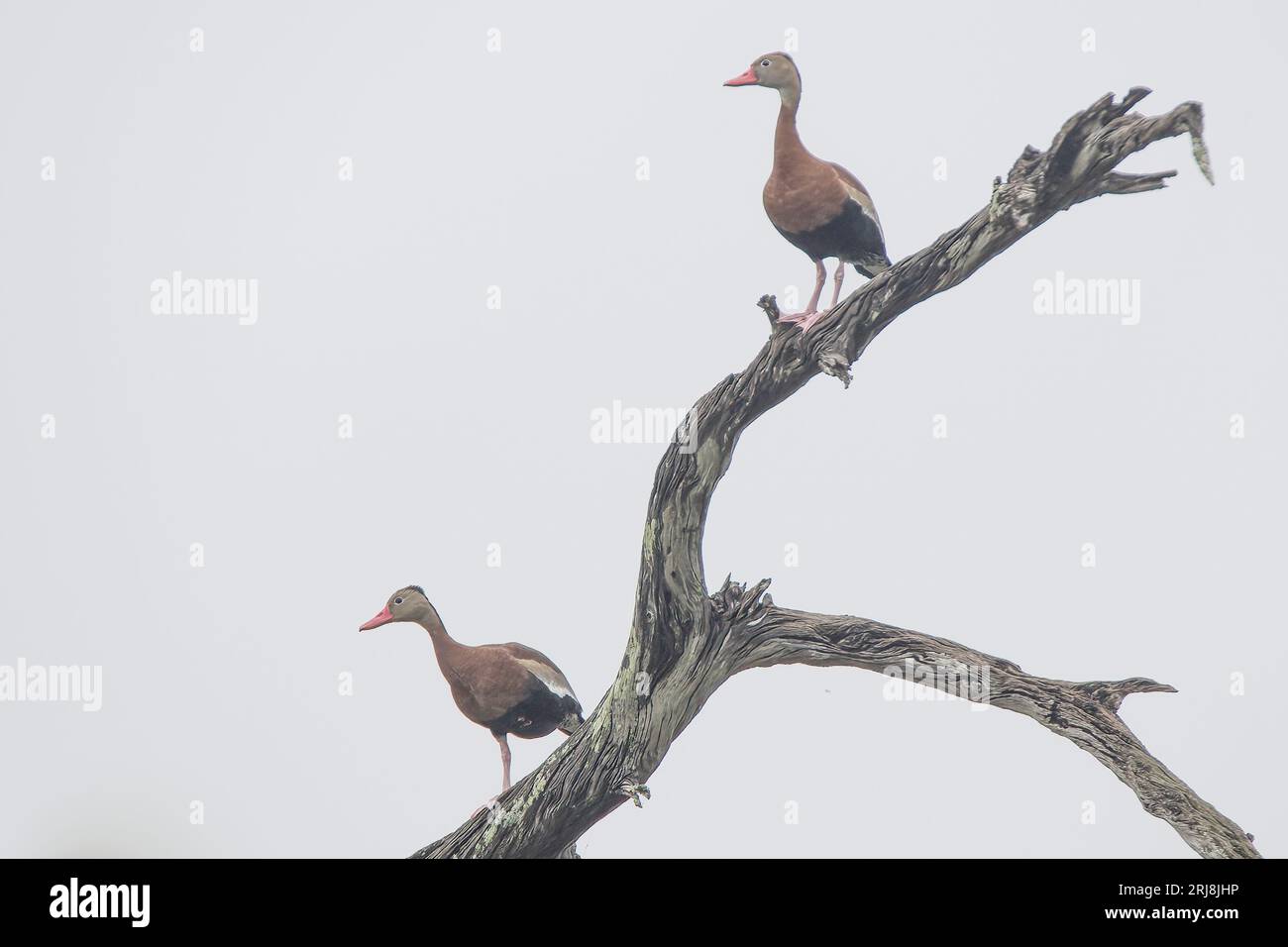 Deux canards sifflant à ventre noir dans un arbre avec un fond propre. Bon pour l'art, la conception graphique, l'art mural Lignes nettes et solides. Banque D'Images