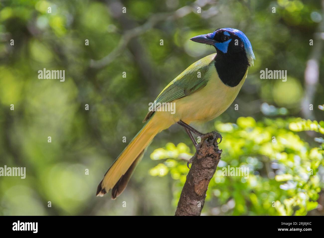 Portrait d'un geai vert, un très bel oiseau de la famille des corvidés. Atascosa National Wildlife refuge, Bayview, Texas, États-Unis Banque D'Images
