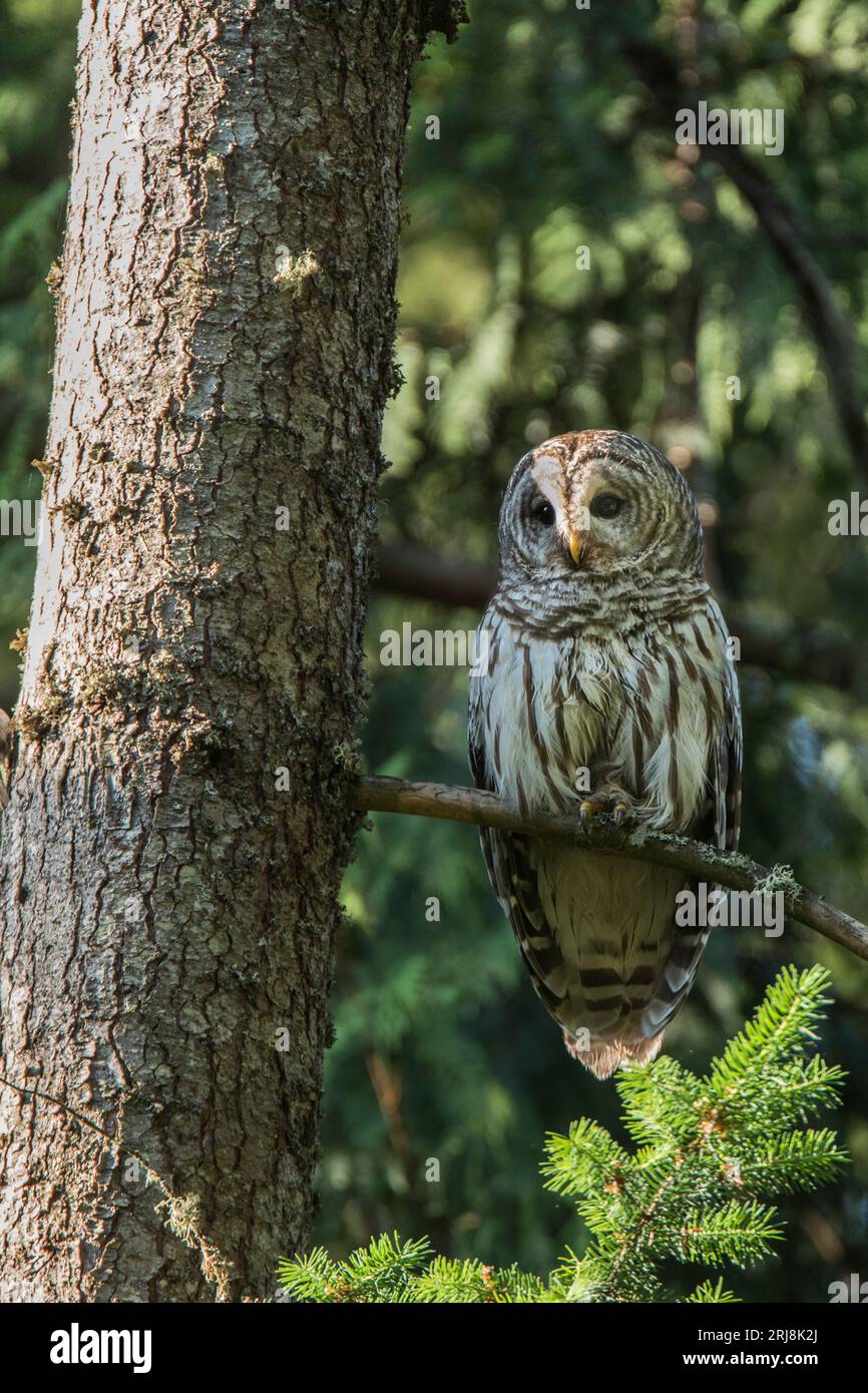 Une chouette barrée sur une branche d'arbre à Graham, Washington, USA Banque D'Images
