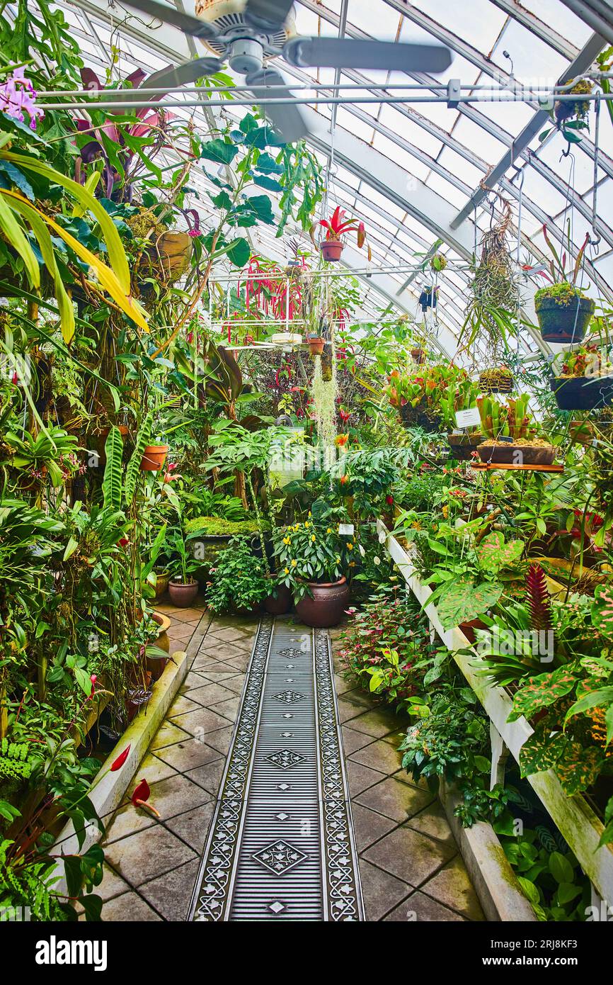 Chambre en serre avec des plantes en pot sur des tables et pendant dans des pots Banque D'Images