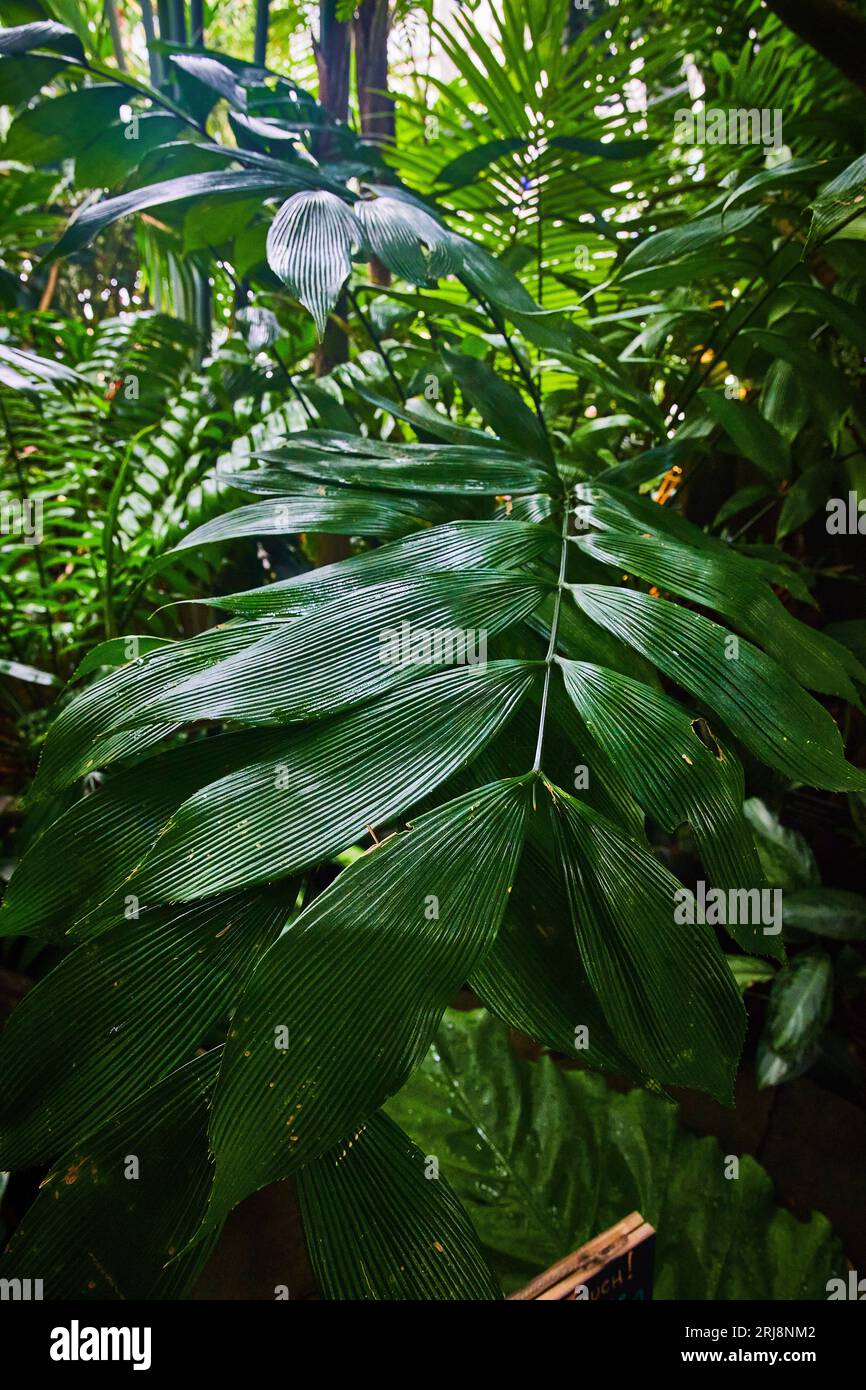 Feuilles vert foncé sur longue tige piquant hors de la jungle des plantes Banque D'Images