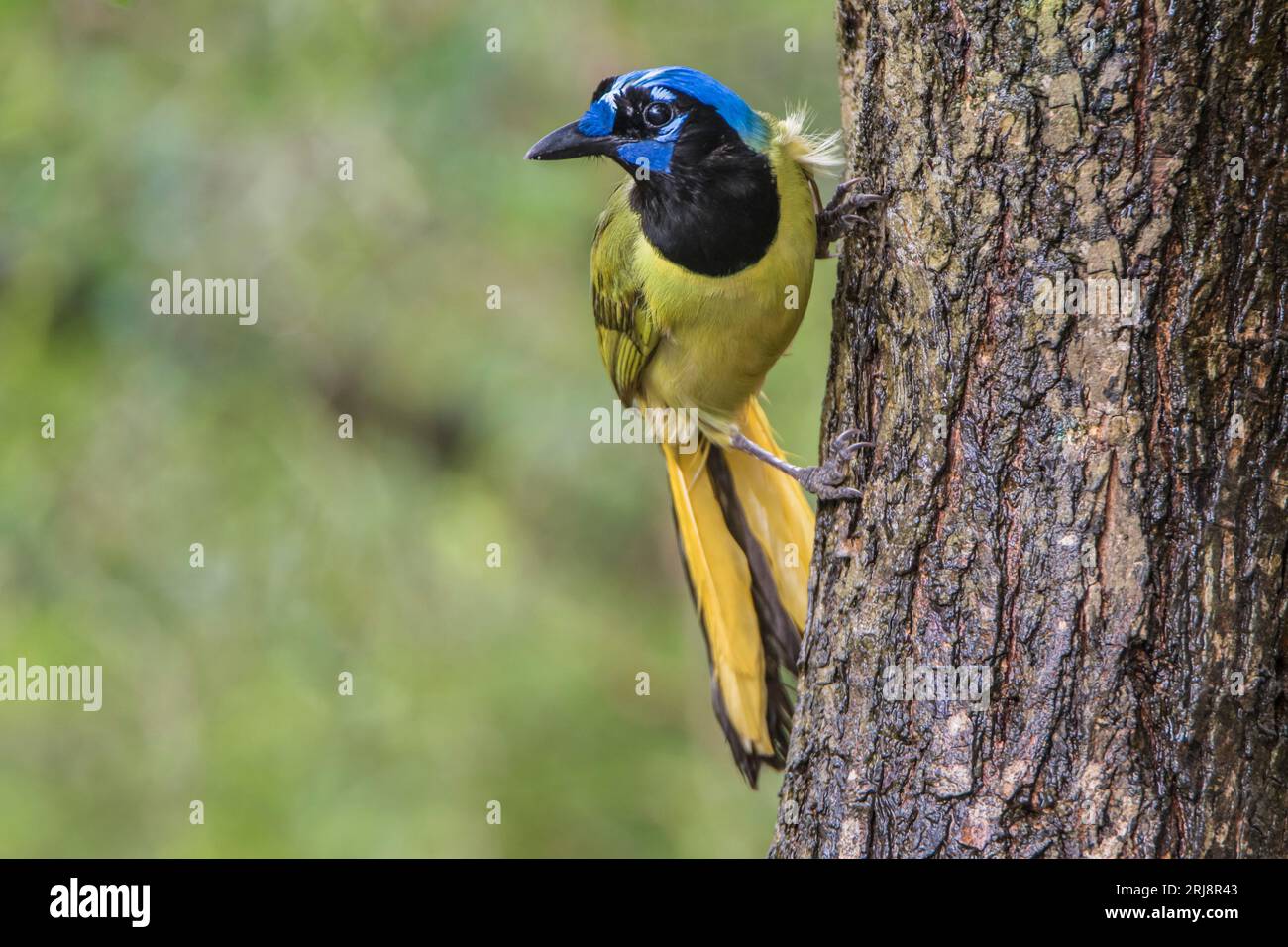 Portrait d'un geai vert, un très bel oiseau de la famille des corvidés. Atascosa National Wildlife refuge, Bayview, Texas, États-Unis Banque D'Images