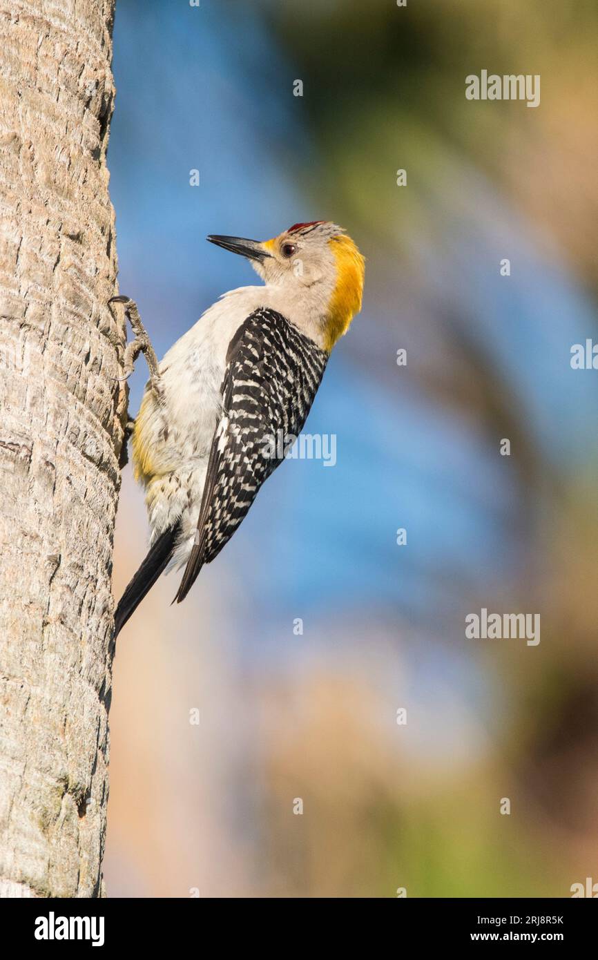 Une femelle adulte à façade dorée, originaire du Texas, sur un arbre de Laguna Atascosa National Wildlife refuge, Bayview, Texas, USA Banque D'Images