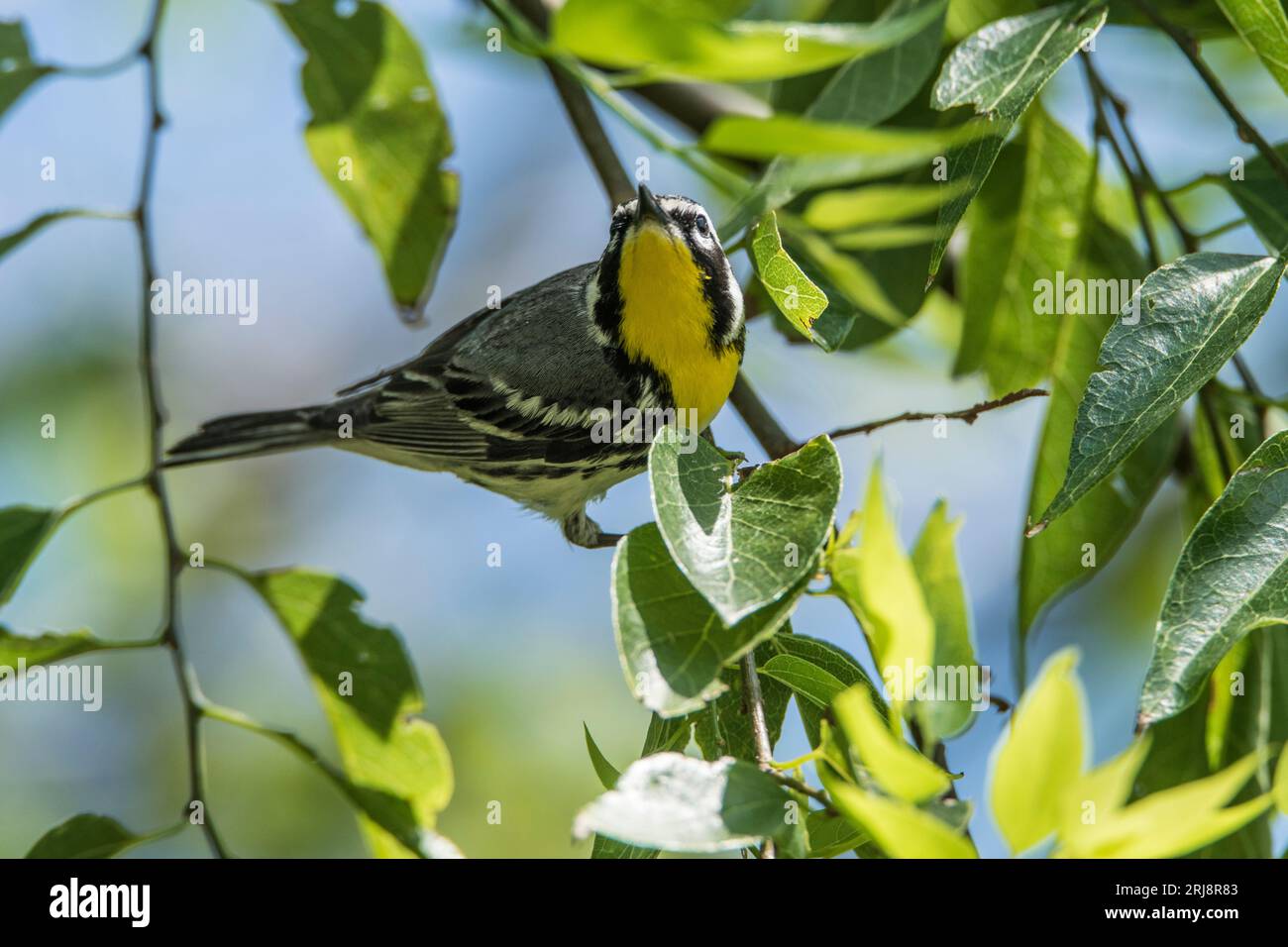 Une paruline à gorge jaune dans un arbre, montrant clairement la gorge jaune, South Padre Island, Port Isabel, Texas, USA Banque D'Images