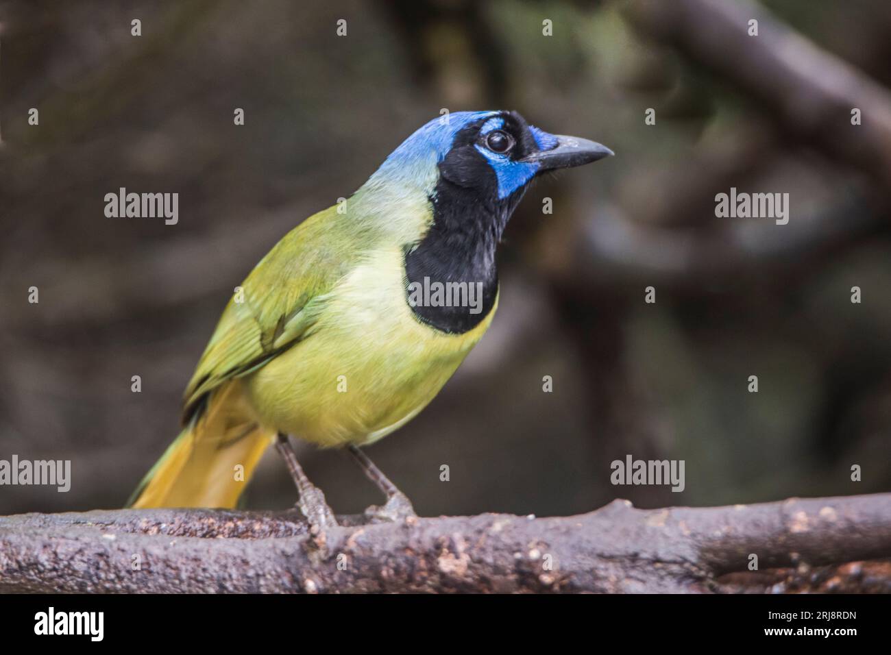 Portrait d'un geai vert, un très bel oiseau de la famille des corvidés. Atascosa National Wildlife refuge, Bayview, Texas, États-Unis Banque D'Images