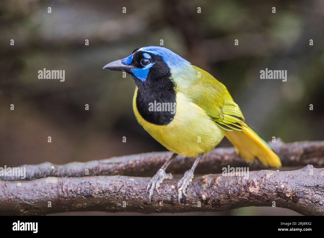 Portrait d'un geai vert, un très bel oiseau de la famille des corvidés. Atascosa National Wildlife refuge, Bayview, Texas, États-Unis Banque D'Images