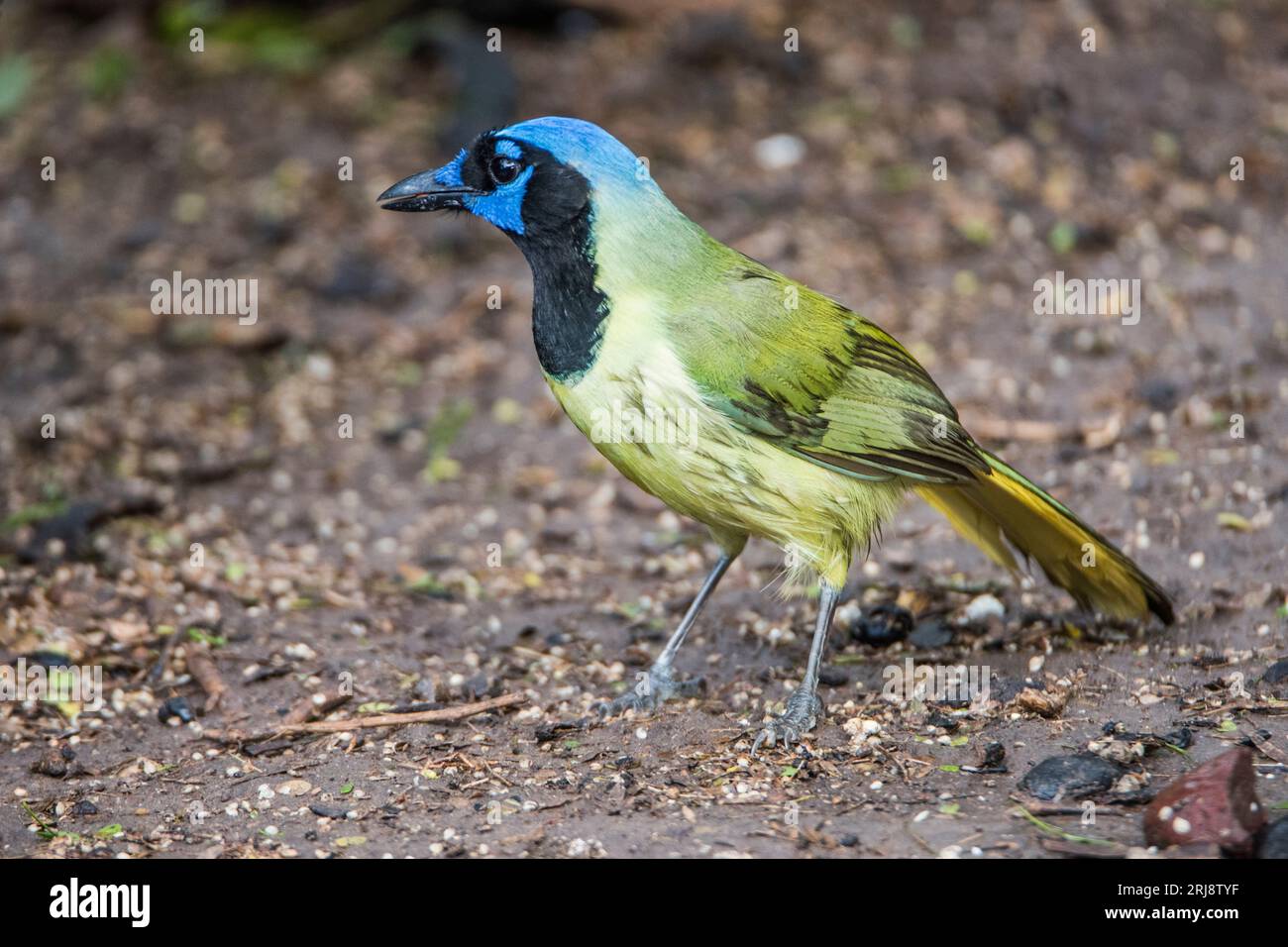 Portrait d'un geai vert, un très bel oiseau de la famille des corvidés. Atascosa National Wildlife refuge, Bayview, Texas, États-Unis Banque D'Images