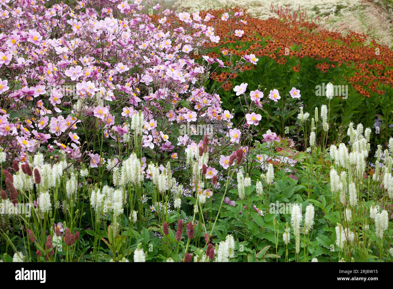 Fleurs dans le champ Oudolf à Hauser et Wirth Somerset, à Bruton Banque D'Images