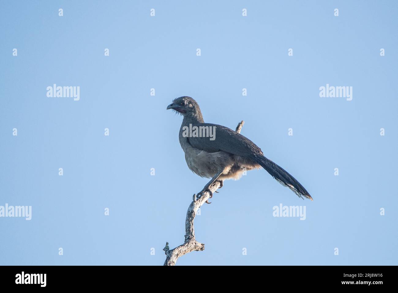Chachalaca plaine solitaire sur une branche d'arbre contre un ciel bleu, bon pour l'identification, resaca de la palma State Park, weslaco, texas, usa Banque D'Images