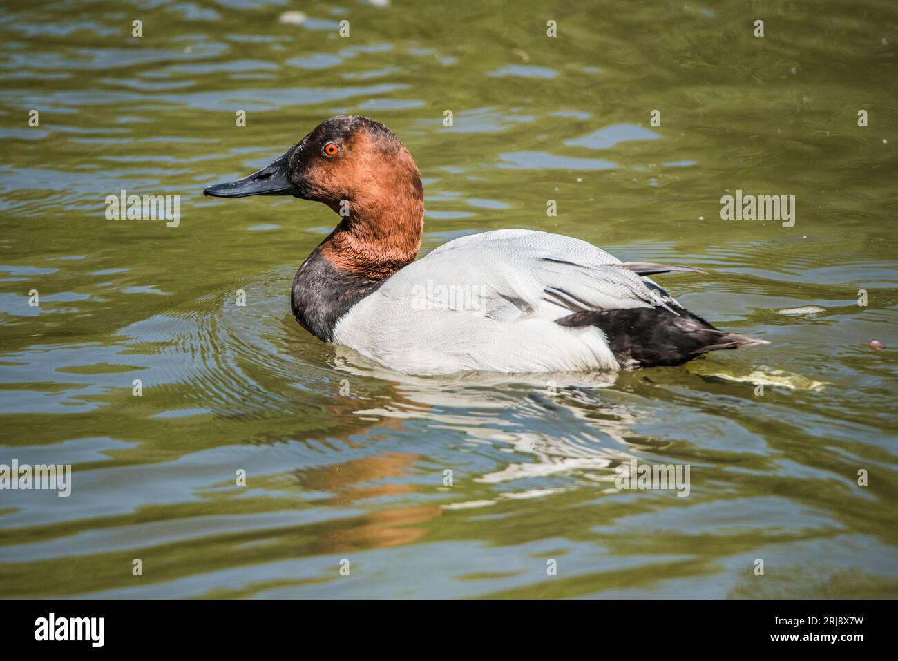 Gros plan d'un canard canvasback mâle ou drake nageant sur un étang à Liberty Park, Salt Lake City, Utah, États-Unis Banque D'Images