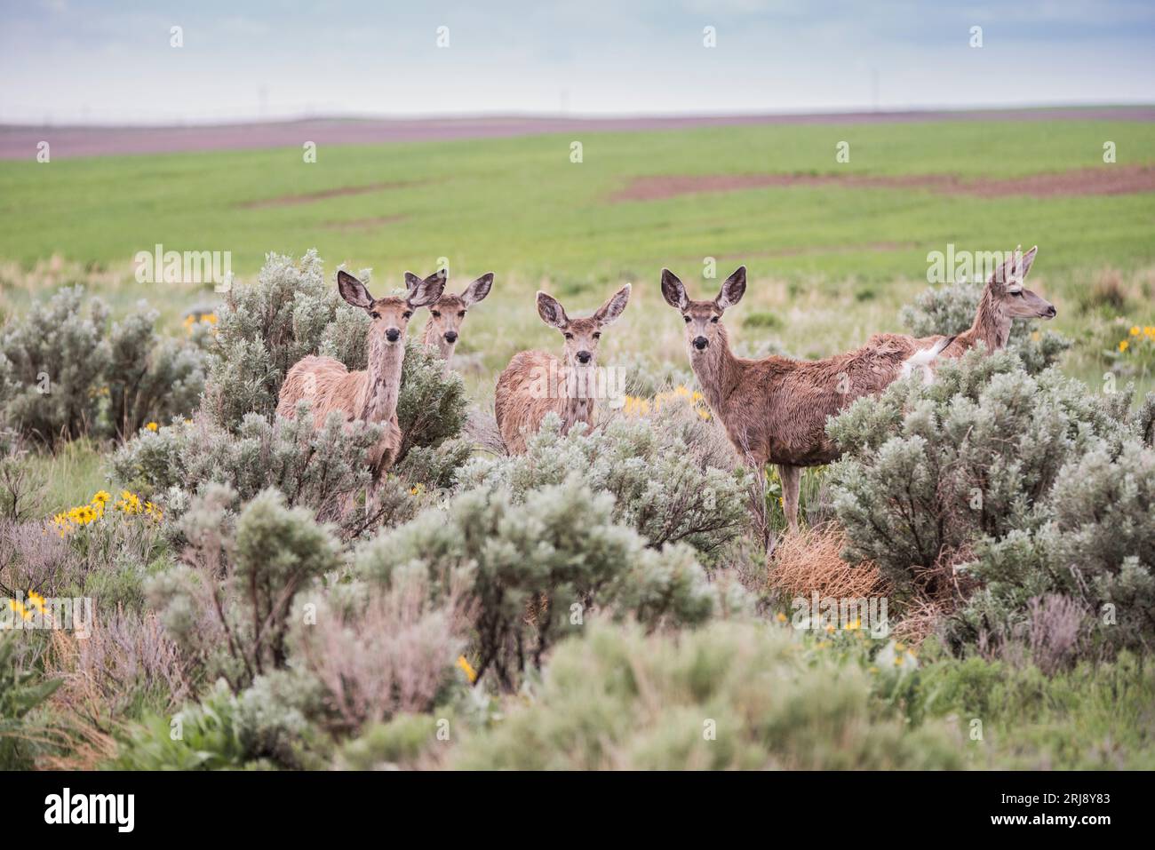 Un groupe ou un troupeau de cerfs mulets femelles et yearling dans une parcelle de broussailles à côté d'un champ de céréales, comté de Jefferson, Idaho, États-Unis Banque D'Images