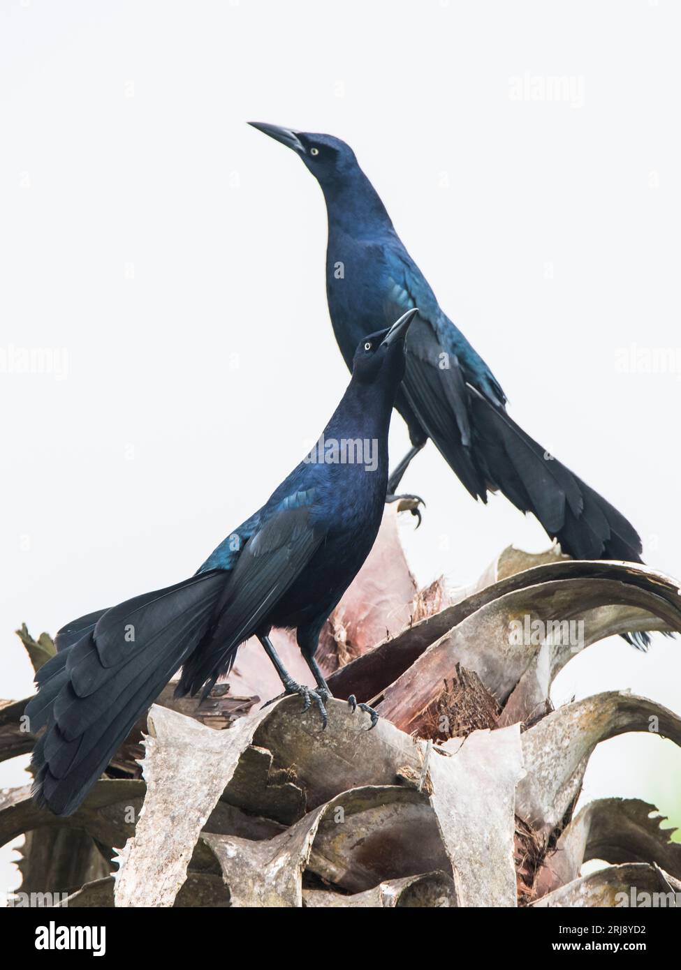 Homme adulte Grackles à queue grandiose se montrant et se défiant mutuellement, zone d'observation des oiseaux de Leona Turnbull, Port Aransas, Texas, États-Unis Banque D'Images