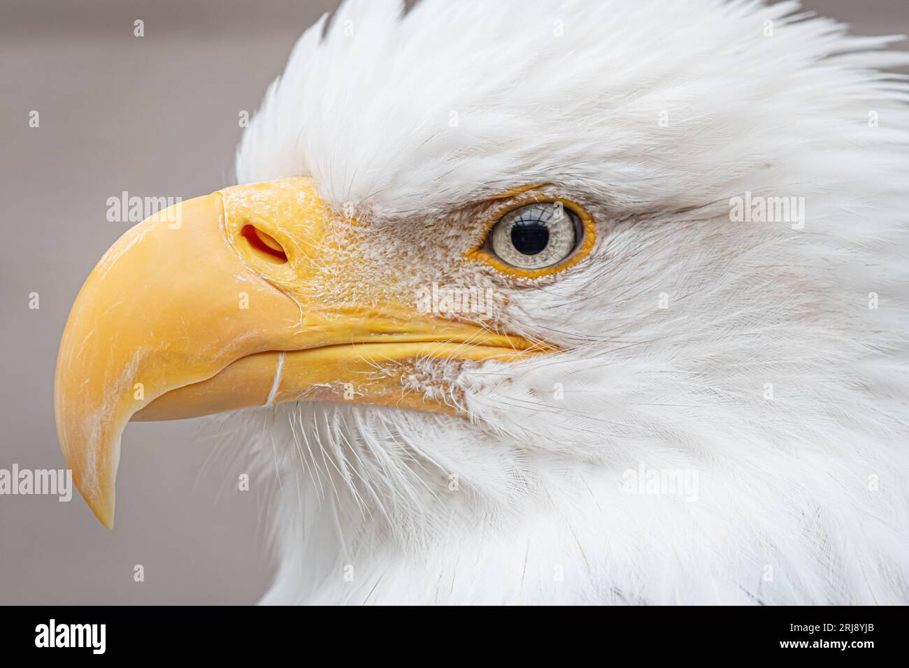 Gros plan du visage d'un aigle chauve. Animal imposant d'une grande force et beauté. Banque D'Images