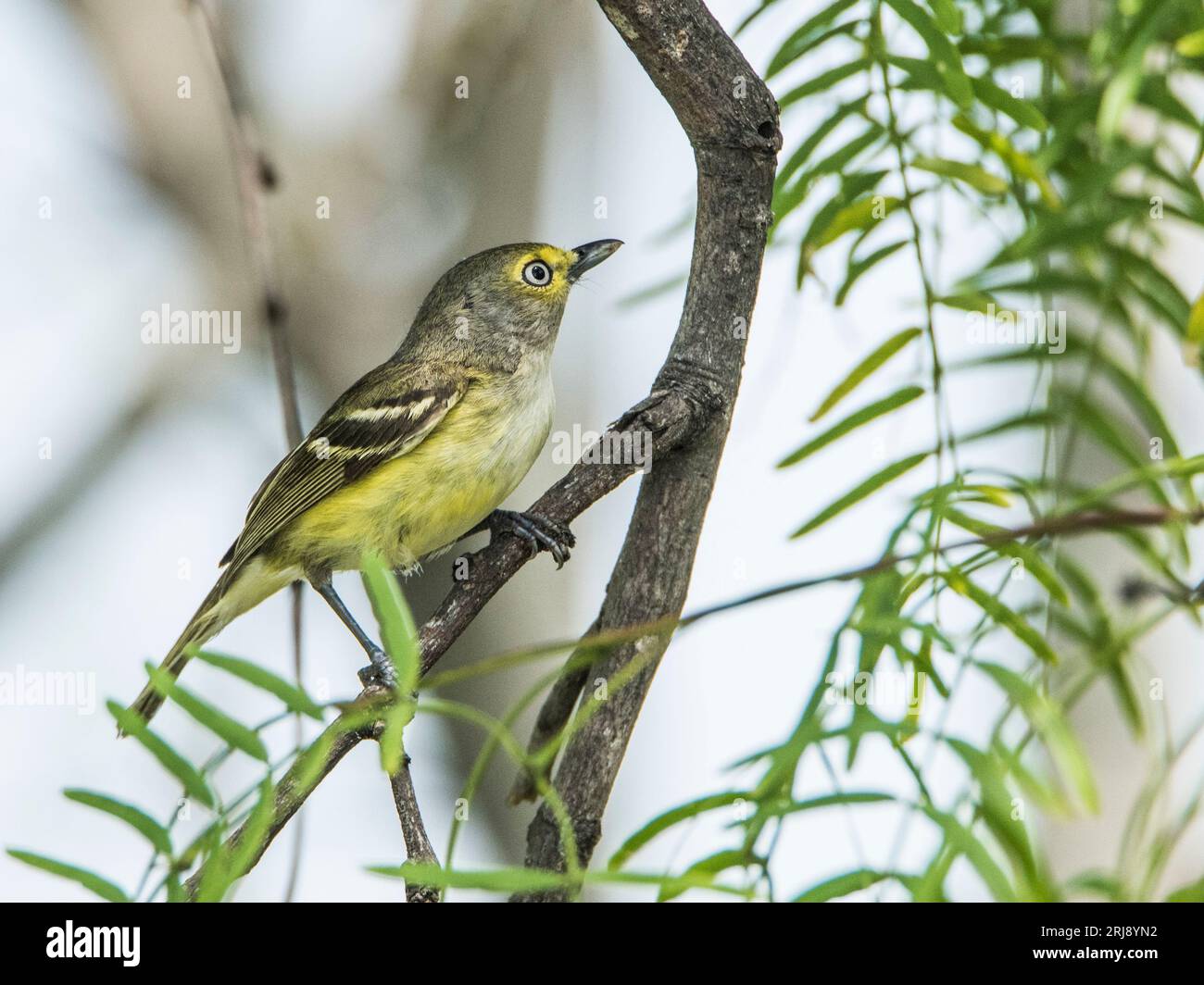 le viréo aux yeux blancs est un petit oiseau chanteur commun dans l'est des États-Unis. Les yeux blancs sont facilement visibles sur les images. Port Aransas, Texas, États-Unis Banque D'Images