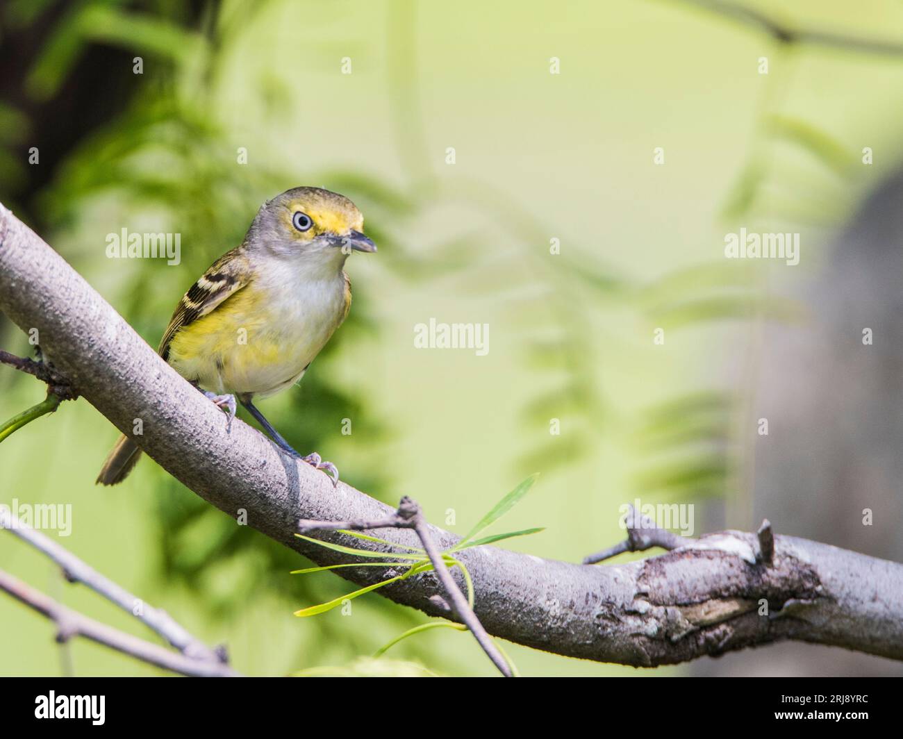 le viréo aux yeux blancs est un petit oiseau chanteur commun dans l'est des États-Unis. Les yeux blancs sont facilement visibles sur les images. Port Aransas, Texas, États-Unis Banque D'Images
