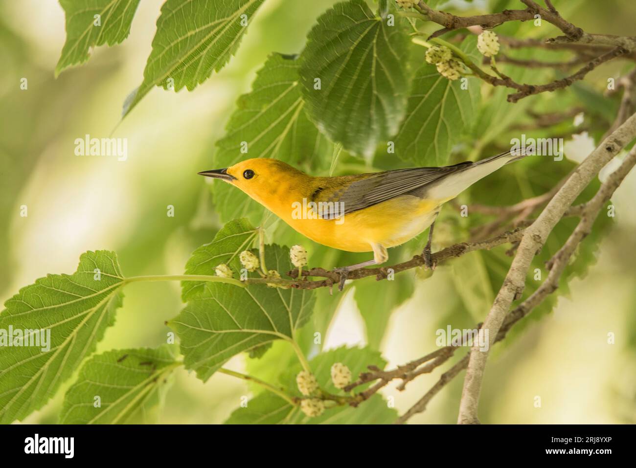 La Paruline de protonotaire (Protonotaria citrea) est un petit oiseau chanteur de la famille des Parulines du Nouveau monde. Perché sur un membre avec des feuilles vertes, Port Aransas Banque D'Images