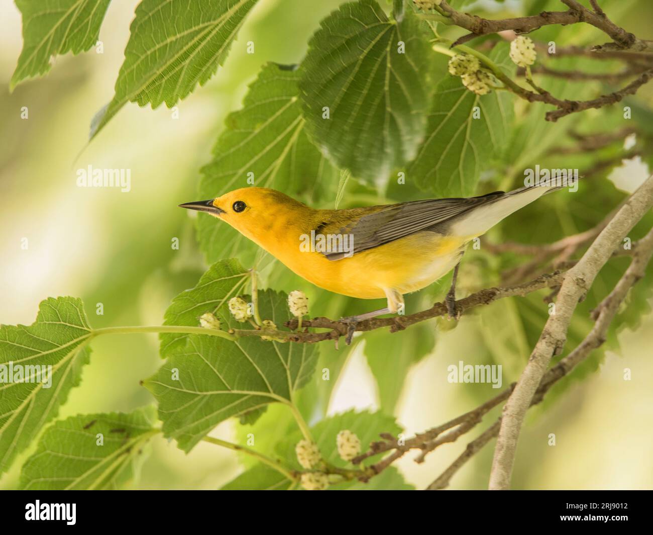La Paruline de protonotaire (Protonotaria citrea) est un petit oiseau chanteur de la famille des Parulines du Nouveau monde. Perché sur un membre avec des feuilles vertes, Port Aransas Banque D'Images