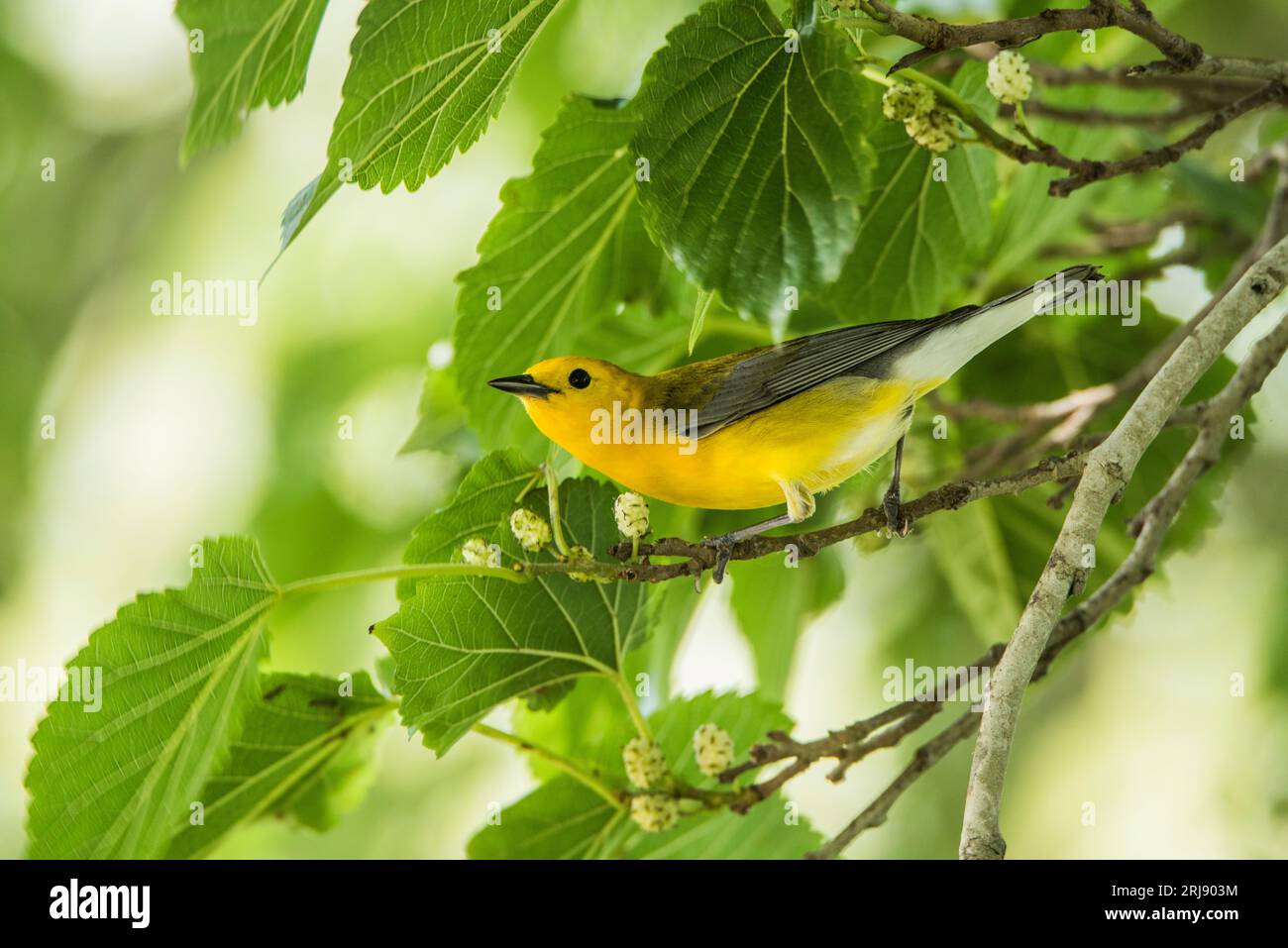 La Paruline de protonotaire (Protonotaria citrea) est un petit oiseau chanteur de la famille des Parulines du Nouveau monde. Perché sur un membre avec des feuilles vertes, Port Aransas Banque D'Images