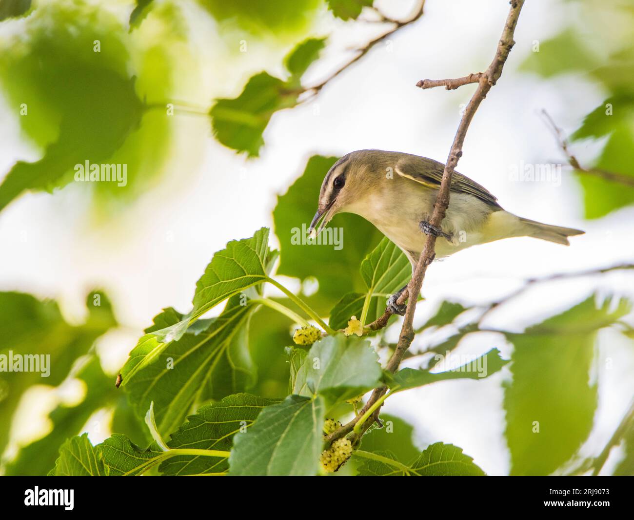 La Paruline mangeuse de vers (Helmitheros vermivorum) est une petite Paruline du Nouveau monde . Bon pour l'identification. Port Aransas, Texas, États-Unis Banque D'Images