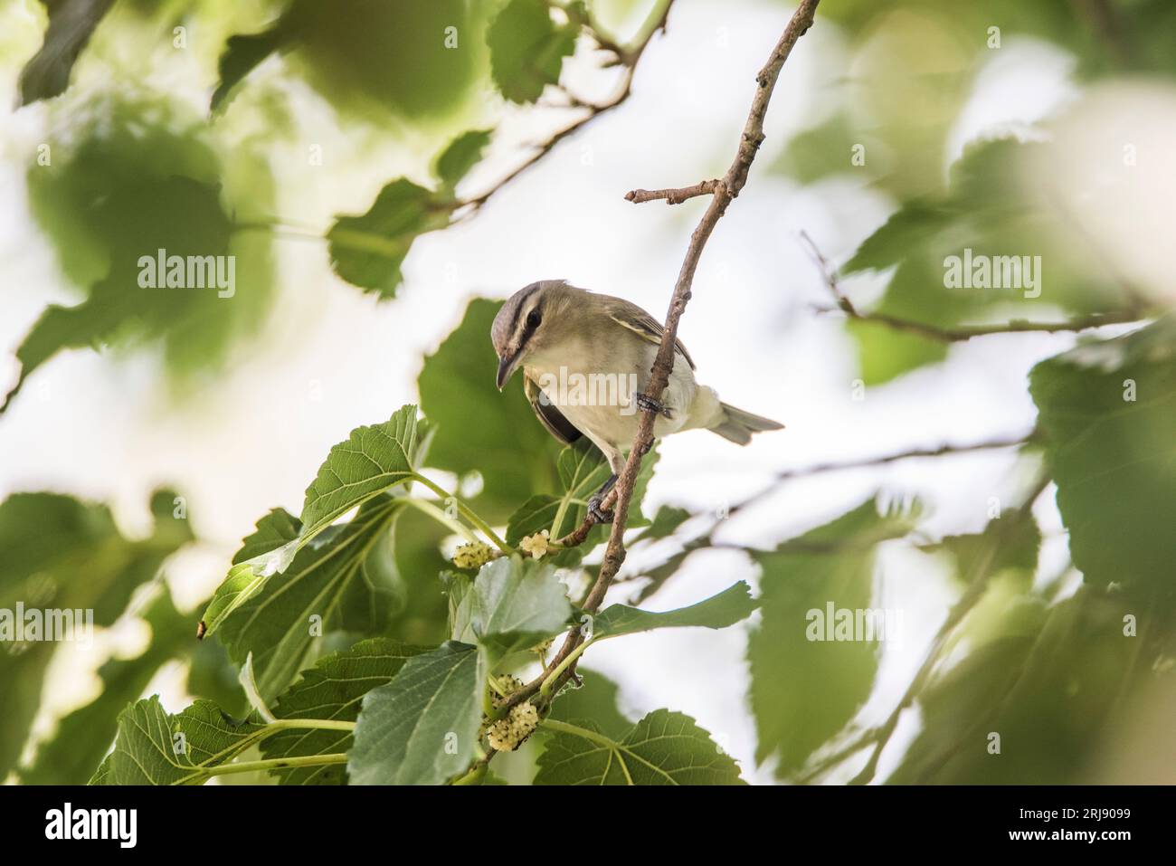 La Paruline mangeuse de vers (Helmitheros vermivorum) est une petite Paruline du Nouveau monde . Bon pour l'identification. Port Aransas, Texas, États-Unis Banque D'Images