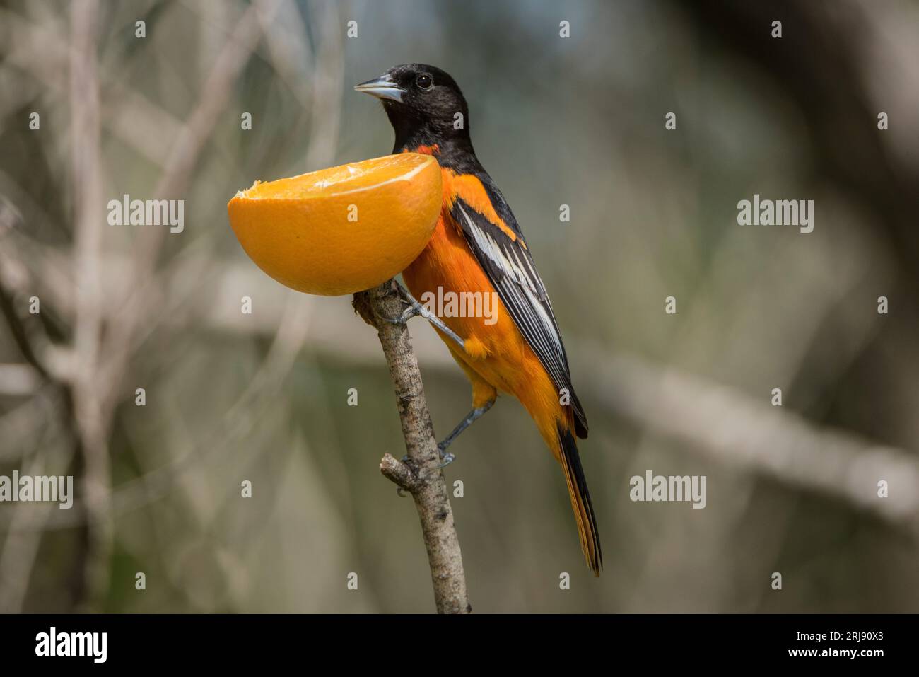 L'oriole de Baltimore (Icterus galbula) est un petit oiseau noir commun dans l'est de l'Amérique du Nord comme oiseau migrateur reproducteur. Corpus Christi, Texas, États-Unis Banque D'Images