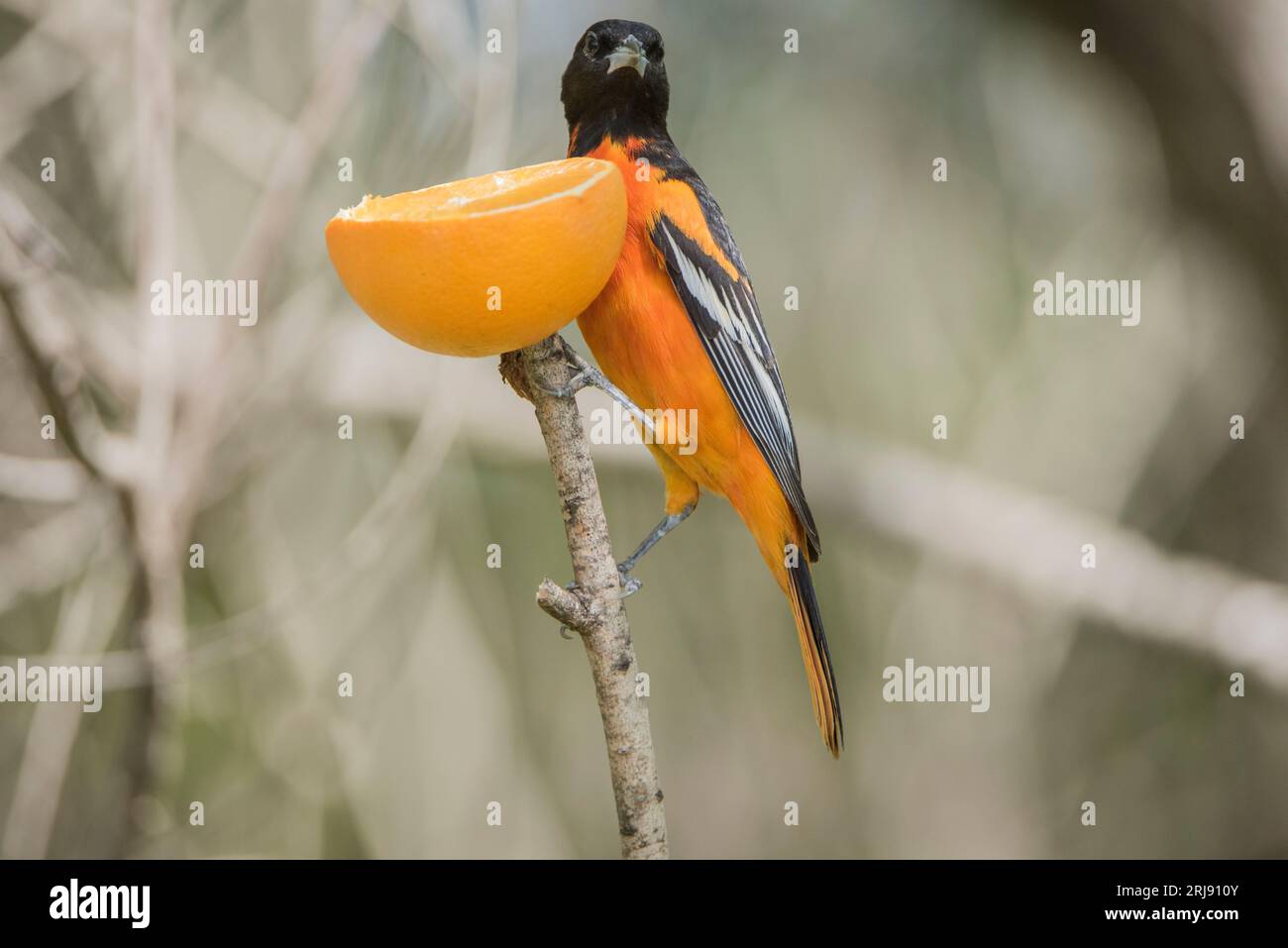 L'oriole de Baltimore (Icterus galbula) est un petit oiseau noir commun dans l'est de l'Amérique du Nord comme oiseau migrateur reproducteur. Corpus Christi, Texas, États-Unis Banque D'Images