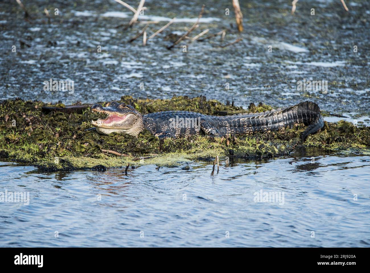 Un alligator repose sur une île flottante avec son embouchure à moitié ouverte, Anahuac, NWR, Texas, USA Banque D'Images