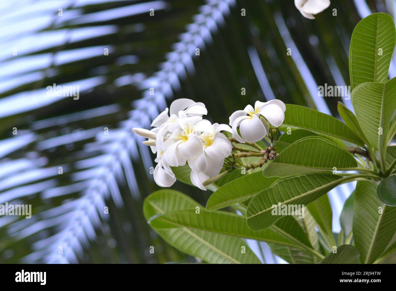 Élégance pure : un gros plan de fleurs tropicales blanches. Pétales délicats, beauté immaculée, et la touche de sérénité de la nature en pleine vue Banque D'Images