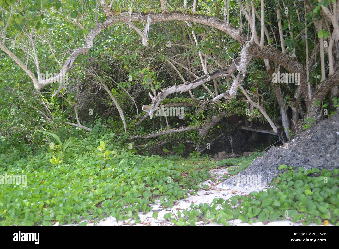 La végétation tropicale luxuriante peint une toile vibrante de vie et de couleur. Feuillage riche, fleurs vibrantes et orchestre symphonique de la nature. Banque D'Images