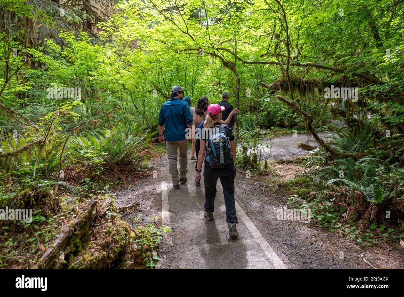 Parc national olympique, Washington - 30 juillet 2023 - les gens font de la randonnée Hall of Mosses Trail dans la forêt tropicale nationale Hoh en été. Banque D'Images