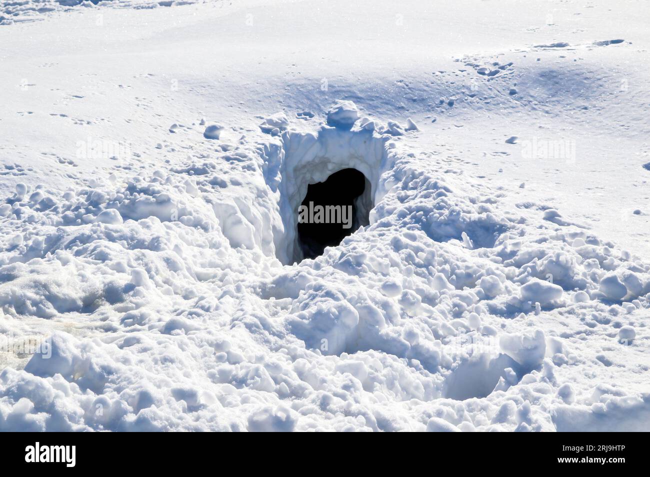 Entrée au trou du renard dans la neige. Russie Banque D'Images