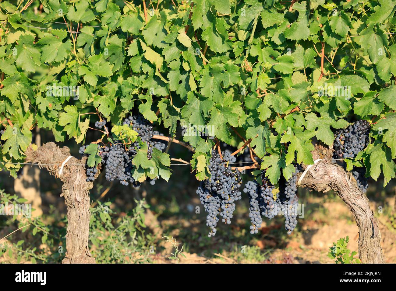 Vigne, vignoble et raisin de Pomerol. Production de vin rouge. Vigne et vignoble des vins de Bordeaux. Pomerol, Gironde, France, Europe Banque D'Images