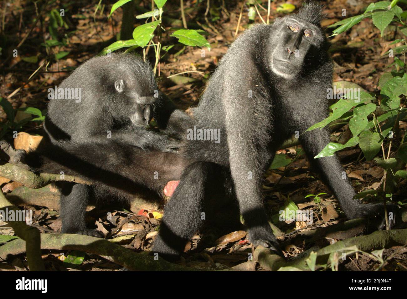 Les macaques à crête (Macaca nigra) sont photographiés alors qu'ils ont une activité sociale sur le terrain dans la forêt de Tangkoko, Sulawesi du Nord, en Indonésie. Un rapport récent d'une équipe de scientifiques dirigée par Marine Joly a révélé que la température augmente dans la forêt de Tangkoko et que l'abondance globale des fruits a diminué. « Entre 2012 et 2020, les températures ont augmenté jusqu’à 0,2 degrés Celsius par an dans la forêt, et l’abondance globale des fruits a diminué de 1 pour cent par an », ont-ils écrit dans International Journal of Primatology en juillet 2023. Banque D'Images