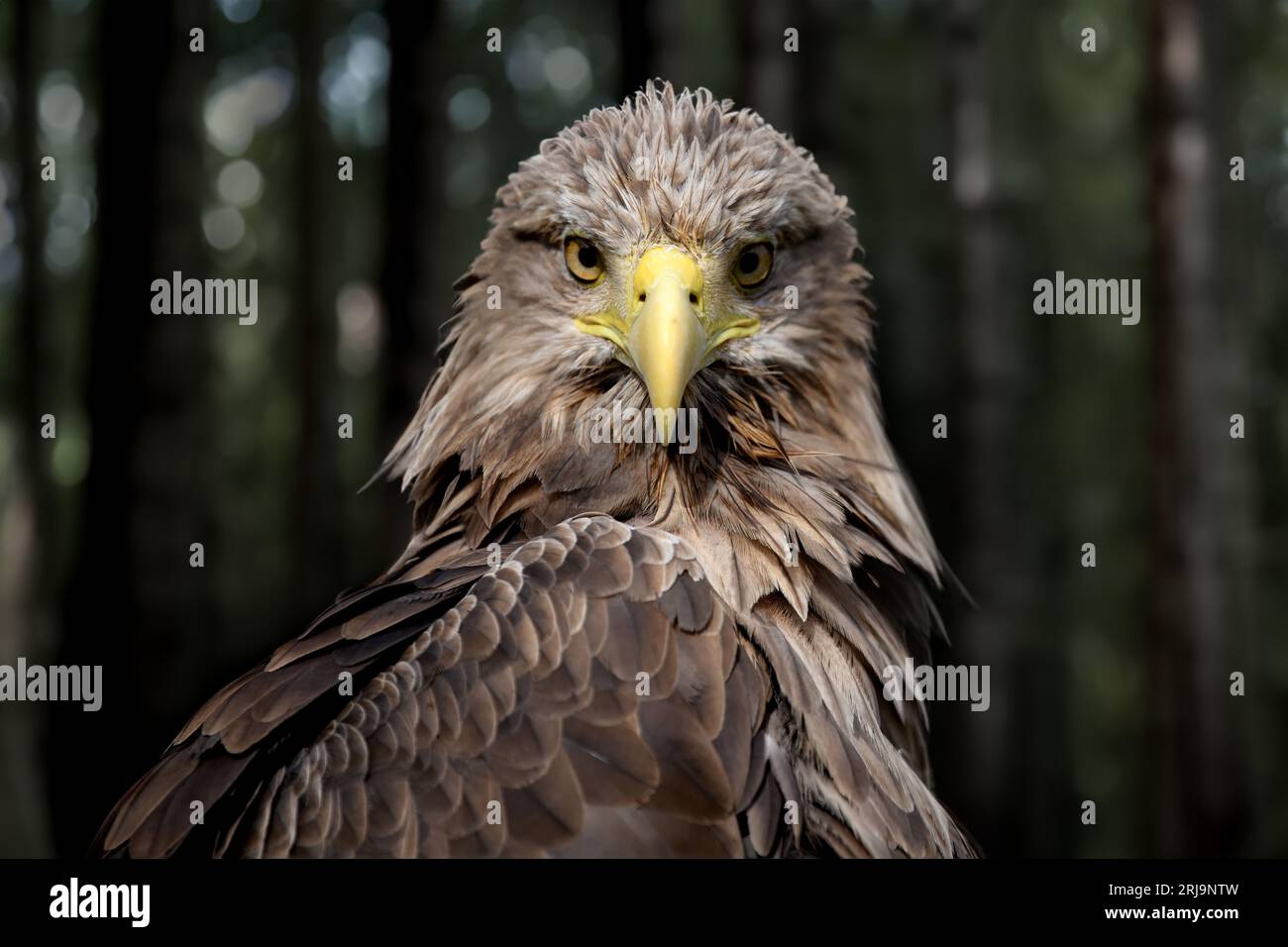 Gros plan Portrait d'aigle à queue blanche dans la forêt sombre Banque D'Images