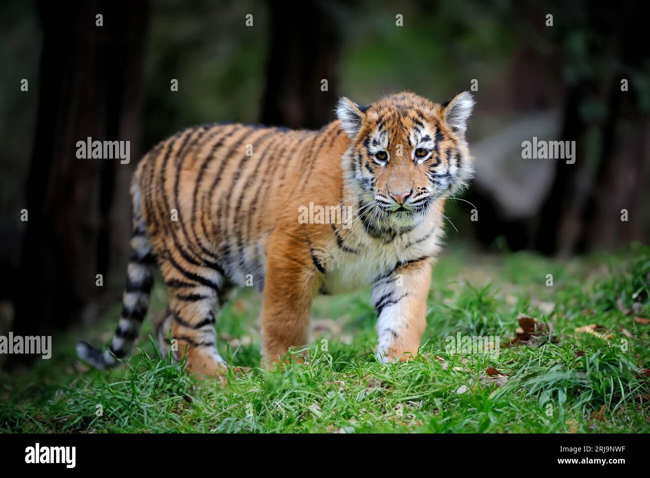 Gros plan de l'ourson tigre sibérien dans l'herbe d'été Banque D'Images