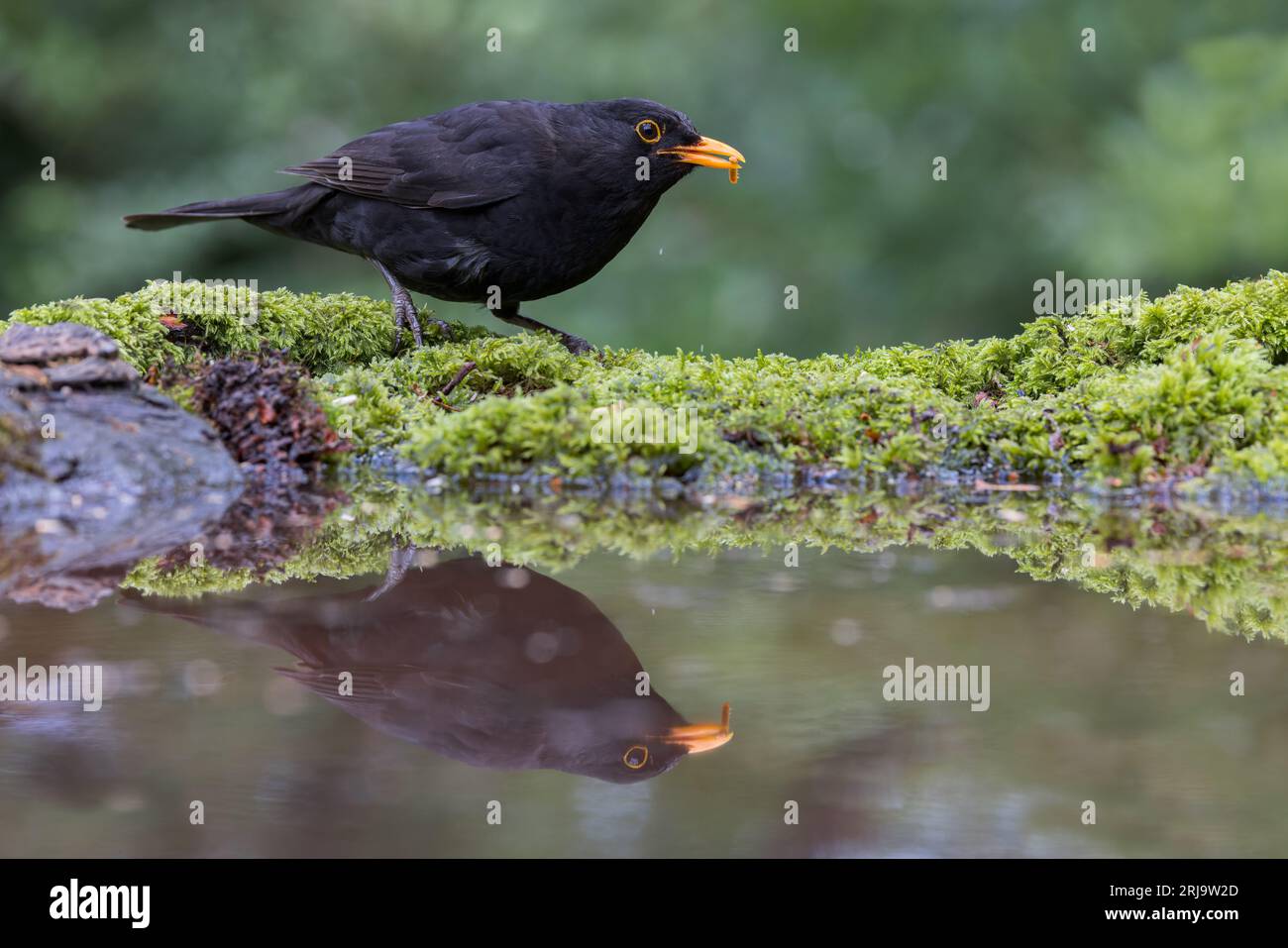 Blackbird [ Turdus merula ] oiseau mâle à la piscine de réflexion avec vers de farine dans son bec / bec Banque D'Images