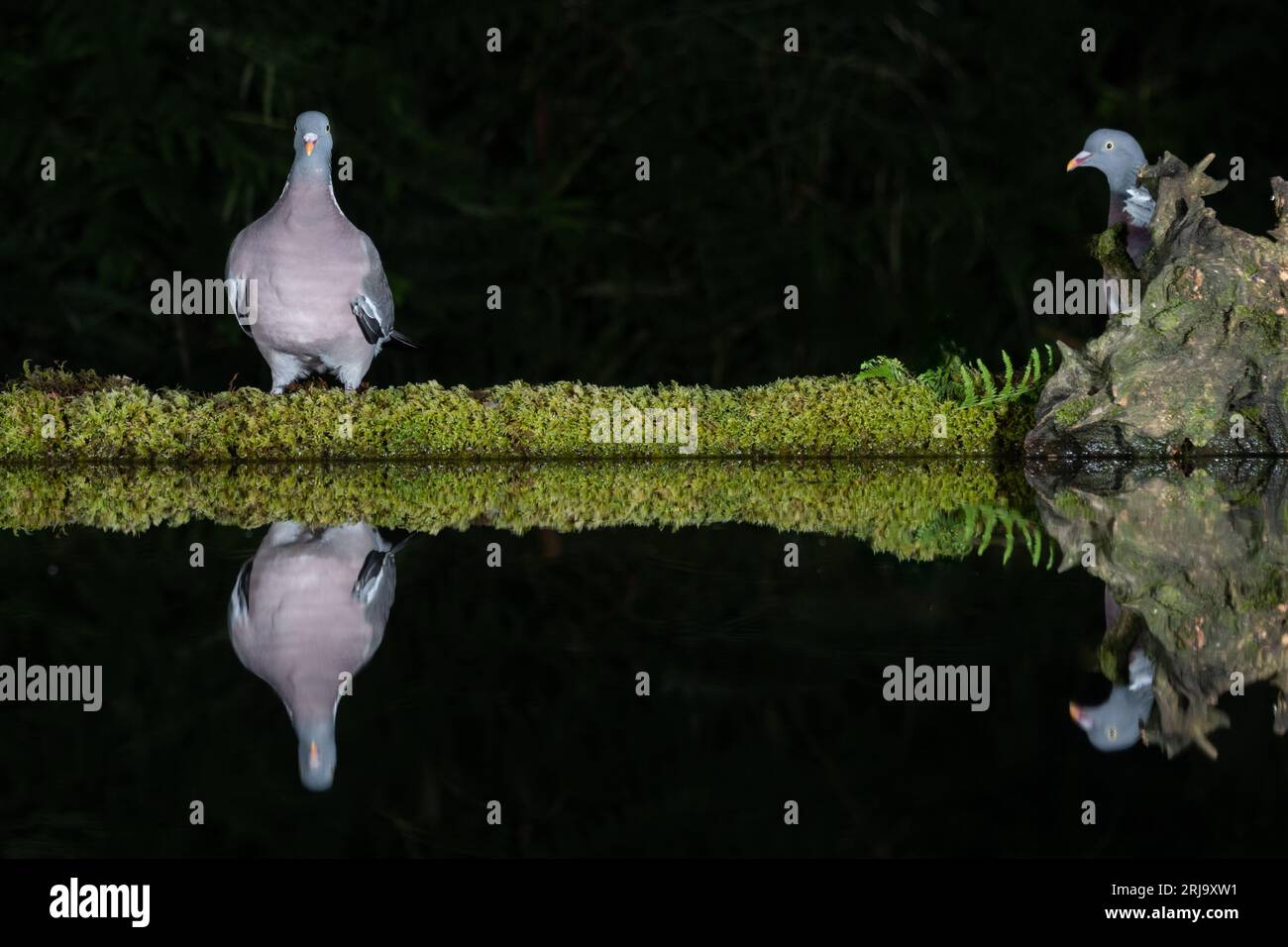 Pris la nuit avec flash est une paire de pigeons de bois. L'un regarde la caméra et l'autre se cache derrière une souche. Ils se reflètent dans l'eau Banque D'Images