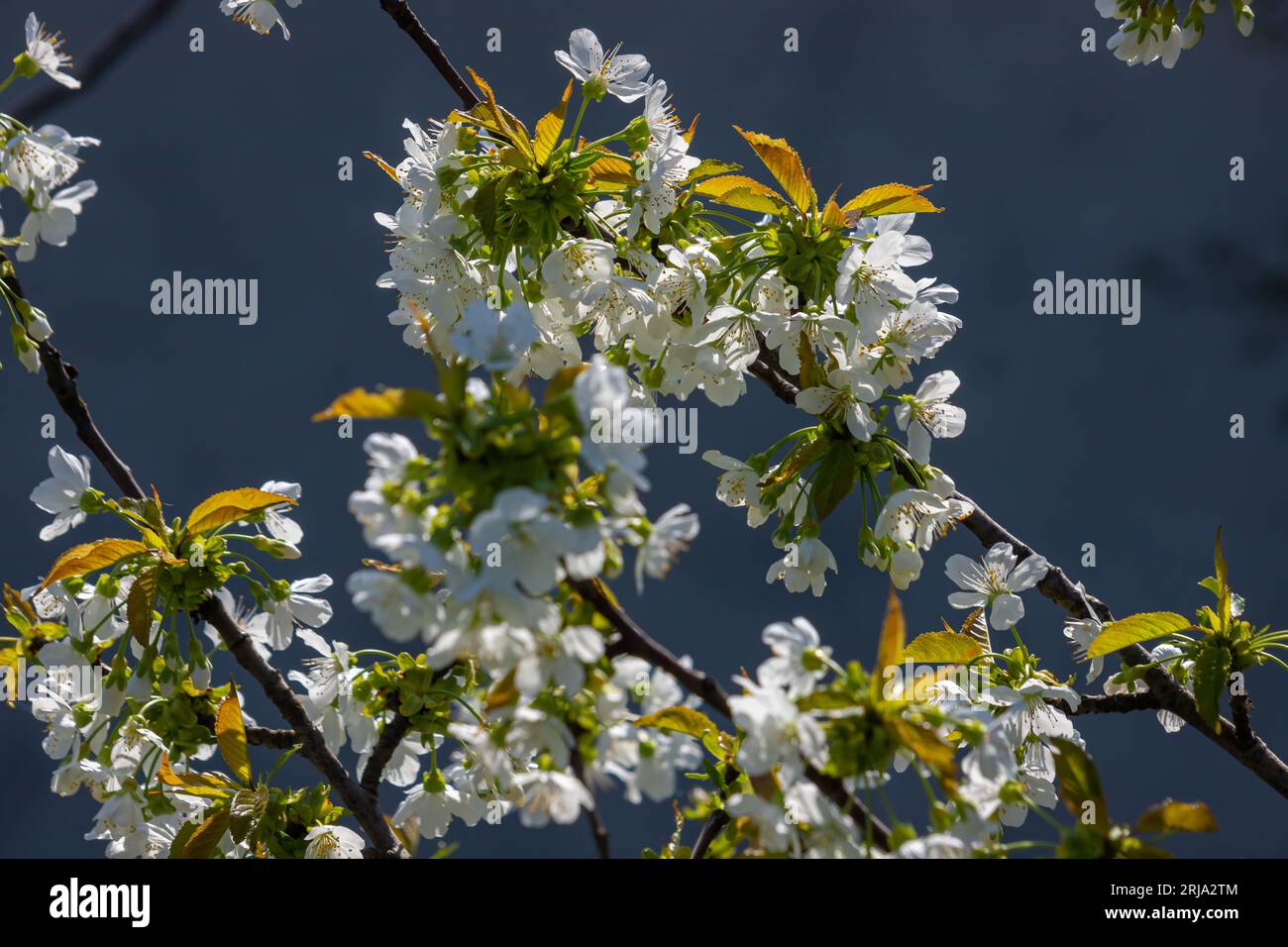 Foyer sélectif de belles branches de cerisiers en fleurs sur l'arbre sous ciel bleu, belles fleurs Sakura pendant la saison de printemps dans le parc, Floral Banque D'Images