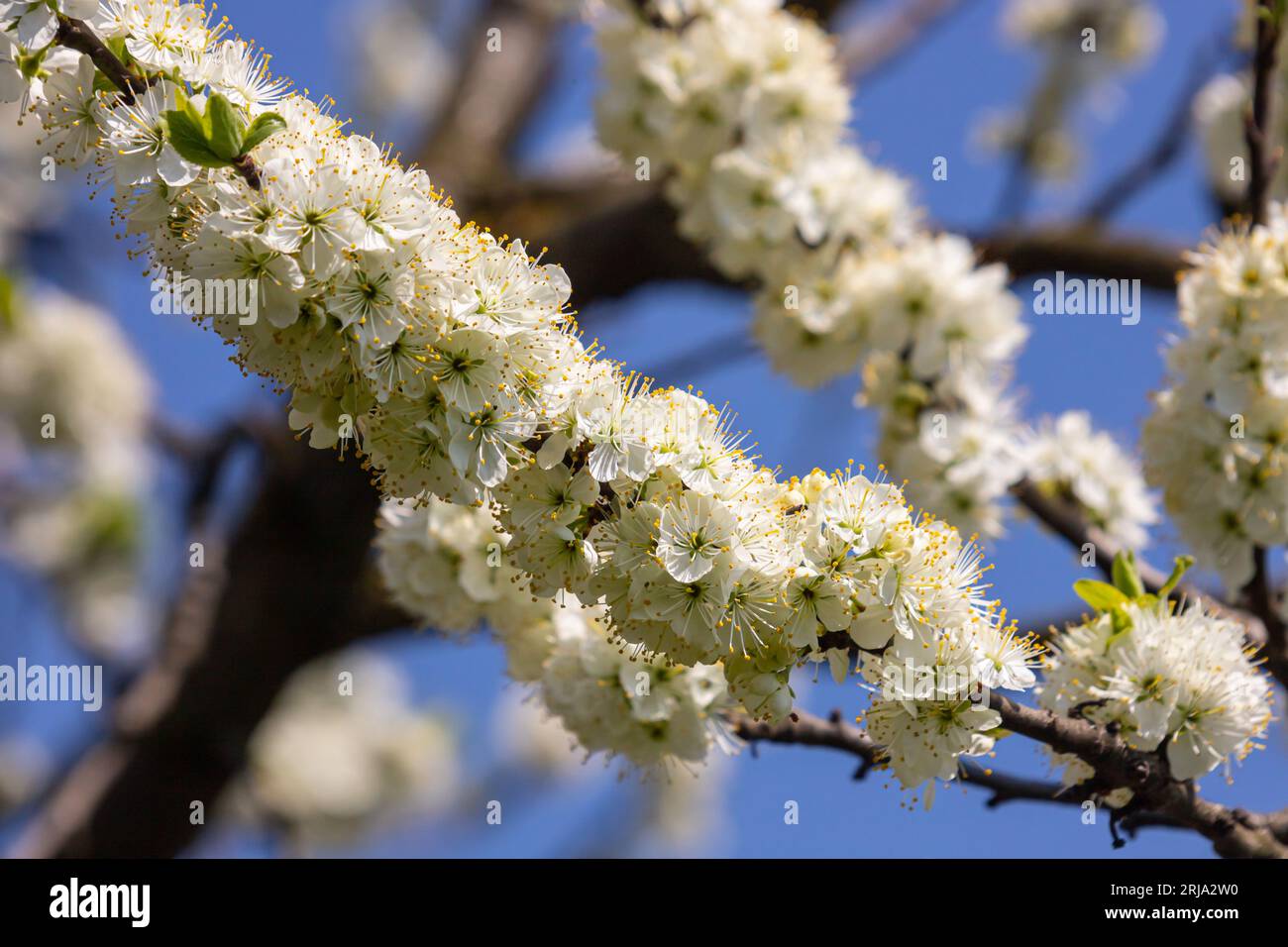 Foyer sélectif de belles branches de fleurs de prune sur l'arbre sous ciel bleu, belles fleurs Sakura pendant la saison de printemps dans le parc, Floral p Banque D'Images