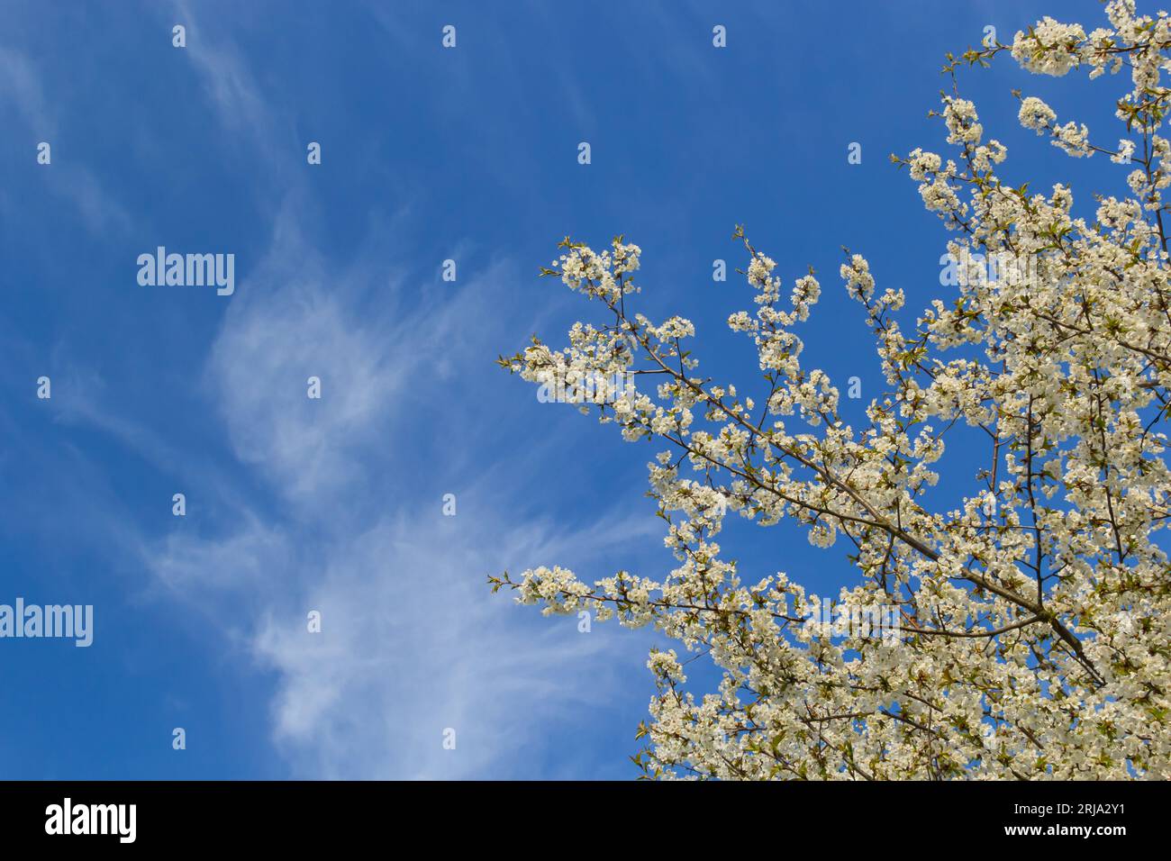 Foyer sélectif de belles branches de cerisiers en fleurs sur l'arbre sous ciel bleu, belles fleurs Sakura pendant la saison de printemps dans le parc, Floral Banque D'Images