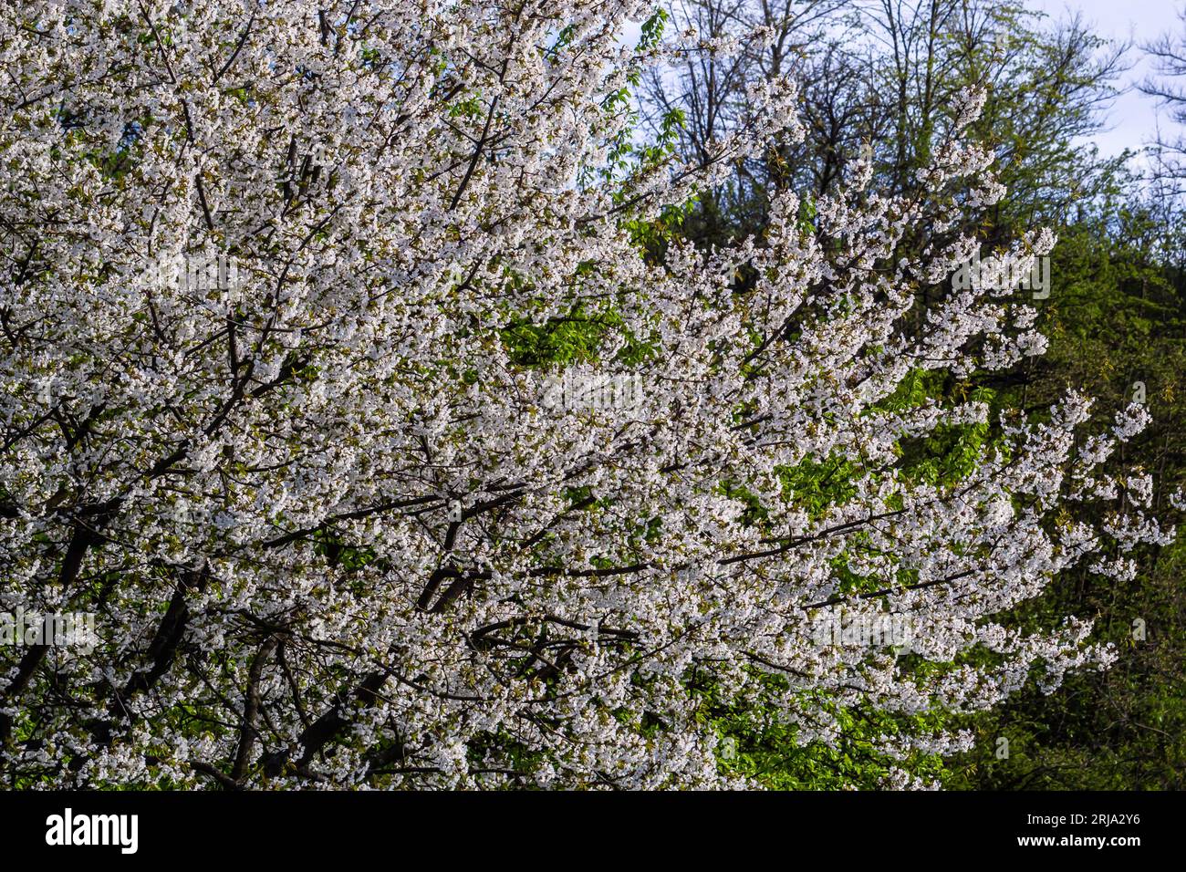Foyer sélectif de belles branches de cerisiers en fleurs sur l'arbre sous ciel bleu, belles fleurs Sakura pendant la saison de printemps dans le parc, Floral Banque D'Images